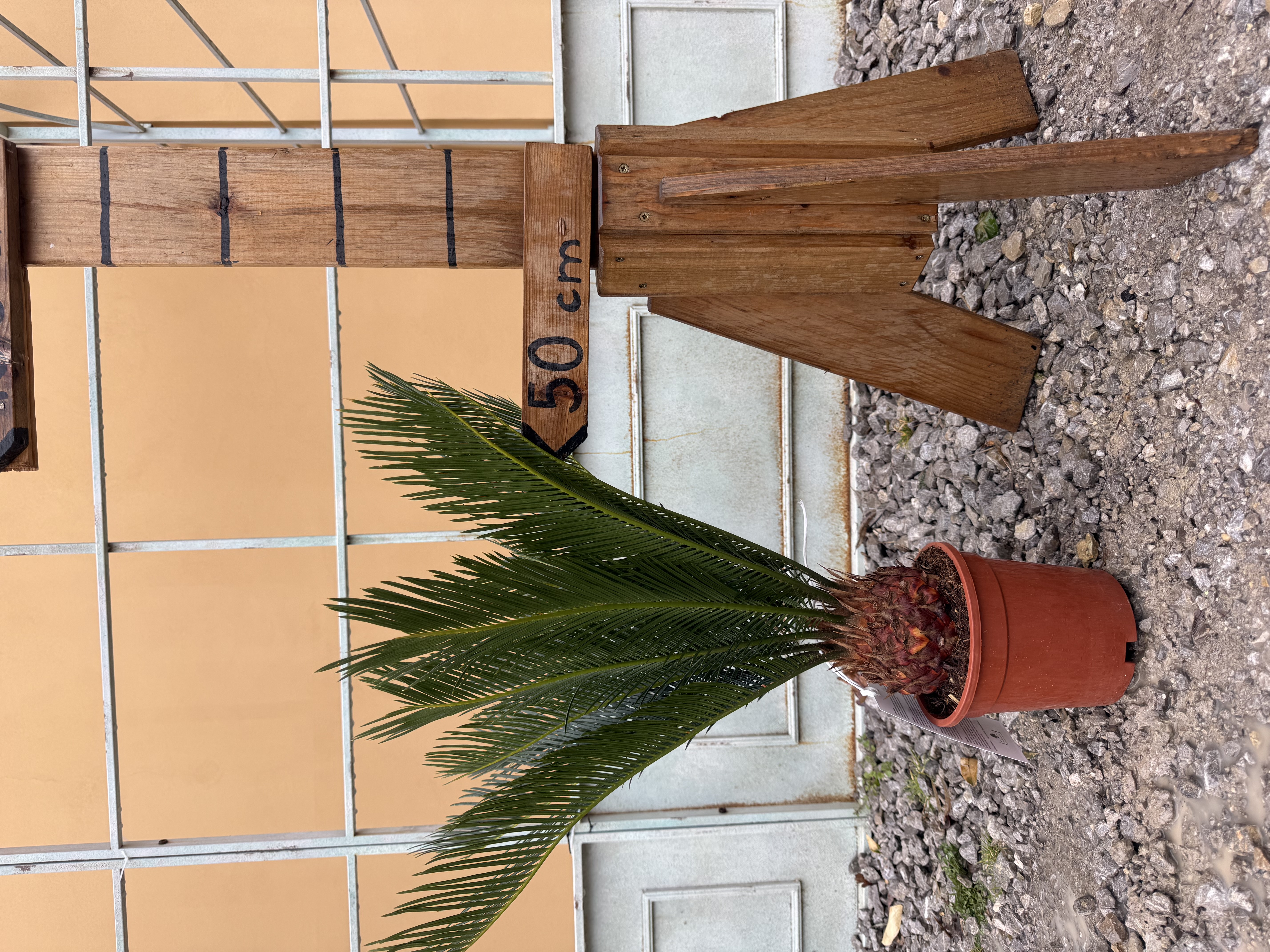 Cykas revoluta, výška s kvetináčom 60cm