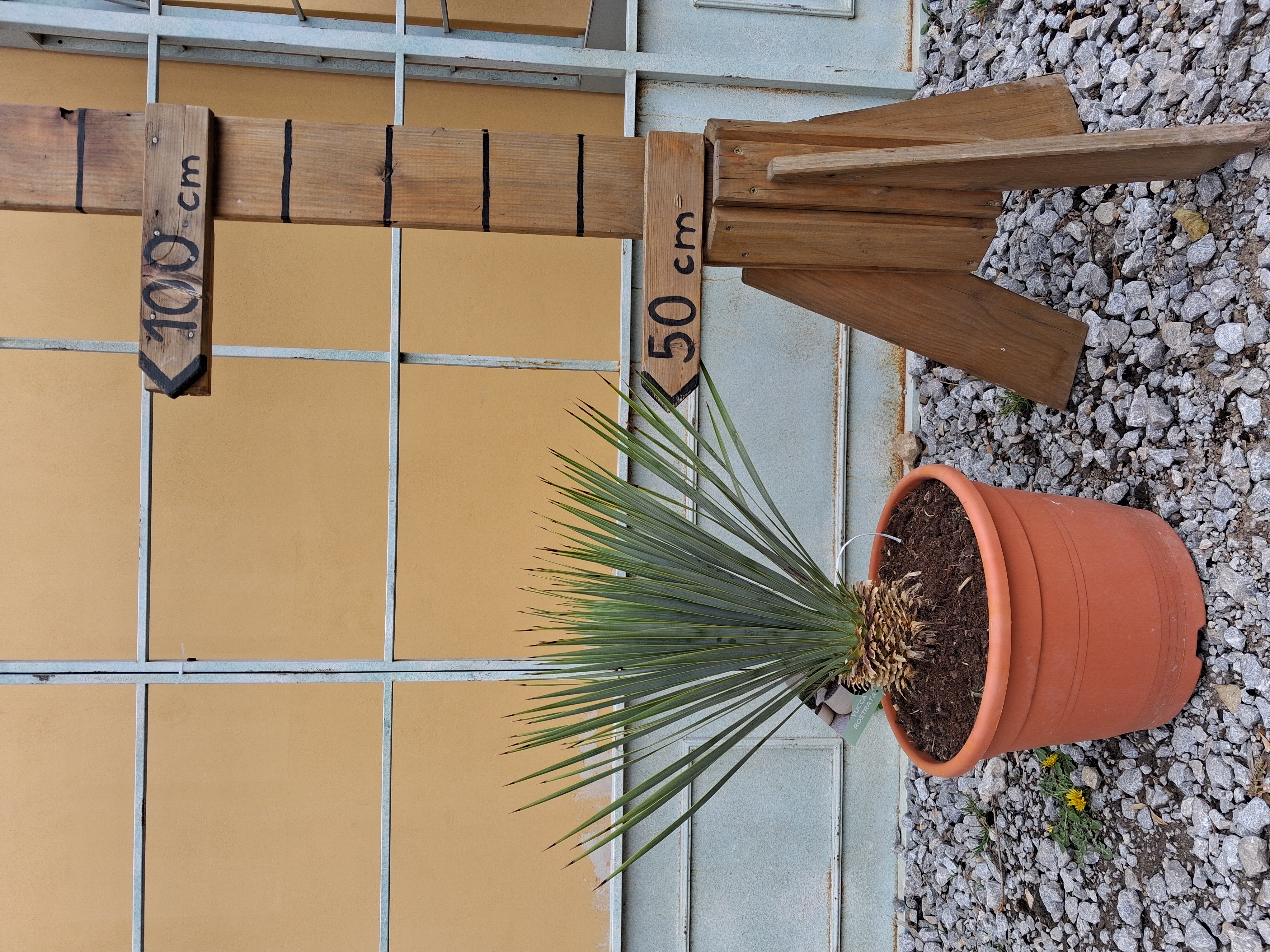Yucca rostrata - výška s kvetináčom 60-70 cm