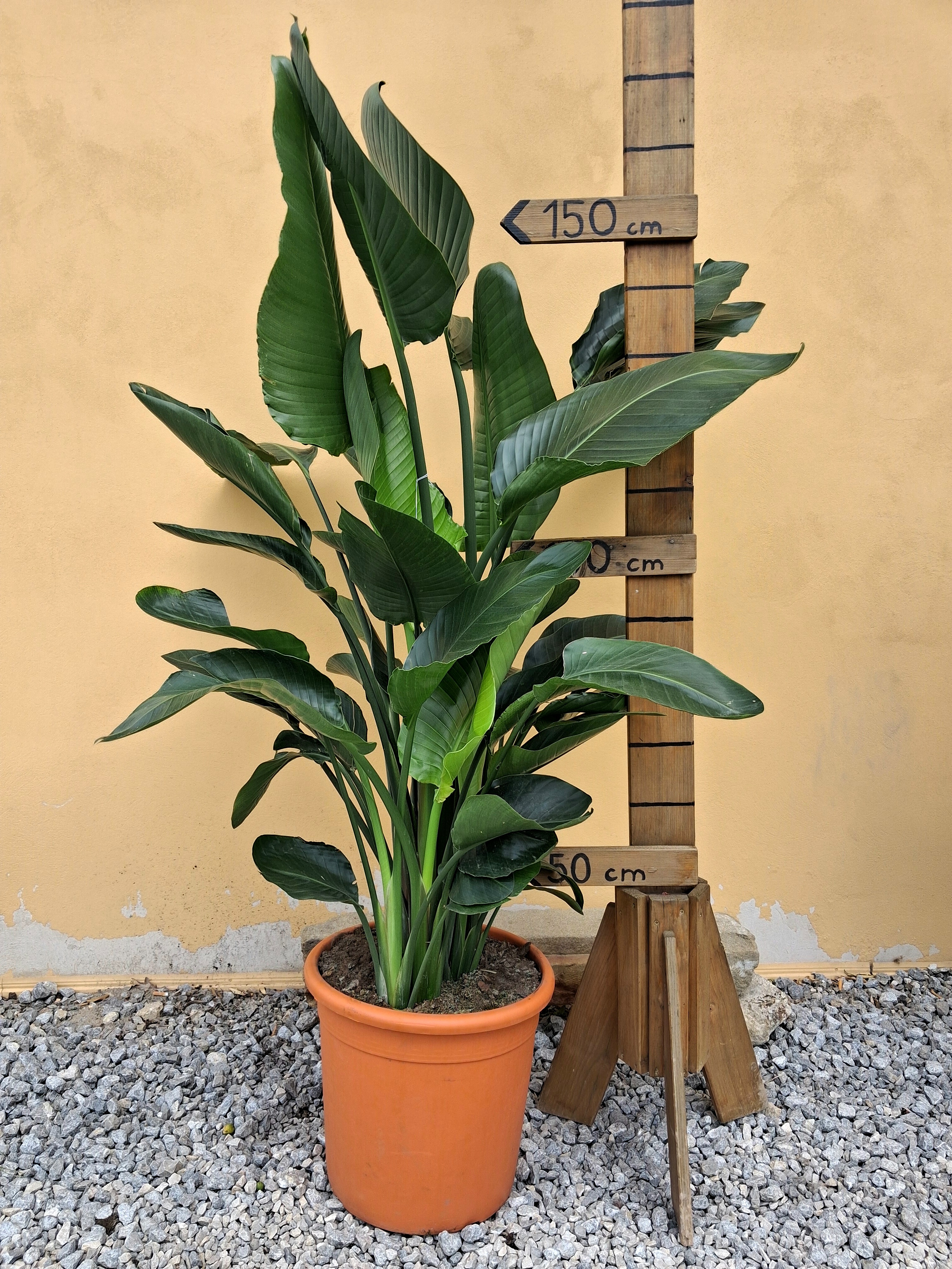 Strelícia nicolai multikmeň, kvetináč šírka 40cm - 150-170cm výška
