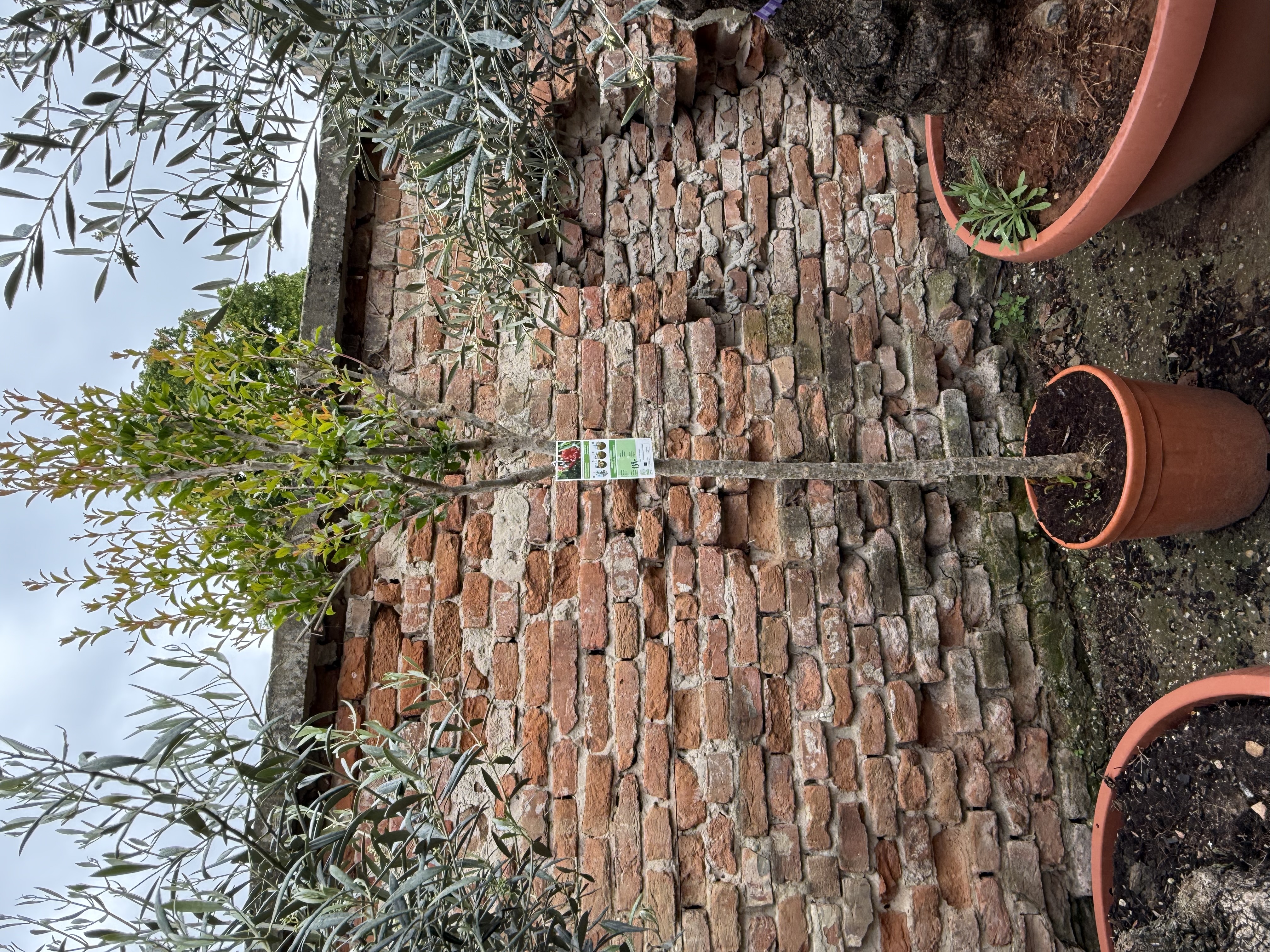 Granátové jablko - granátovník cirka 200-220cm