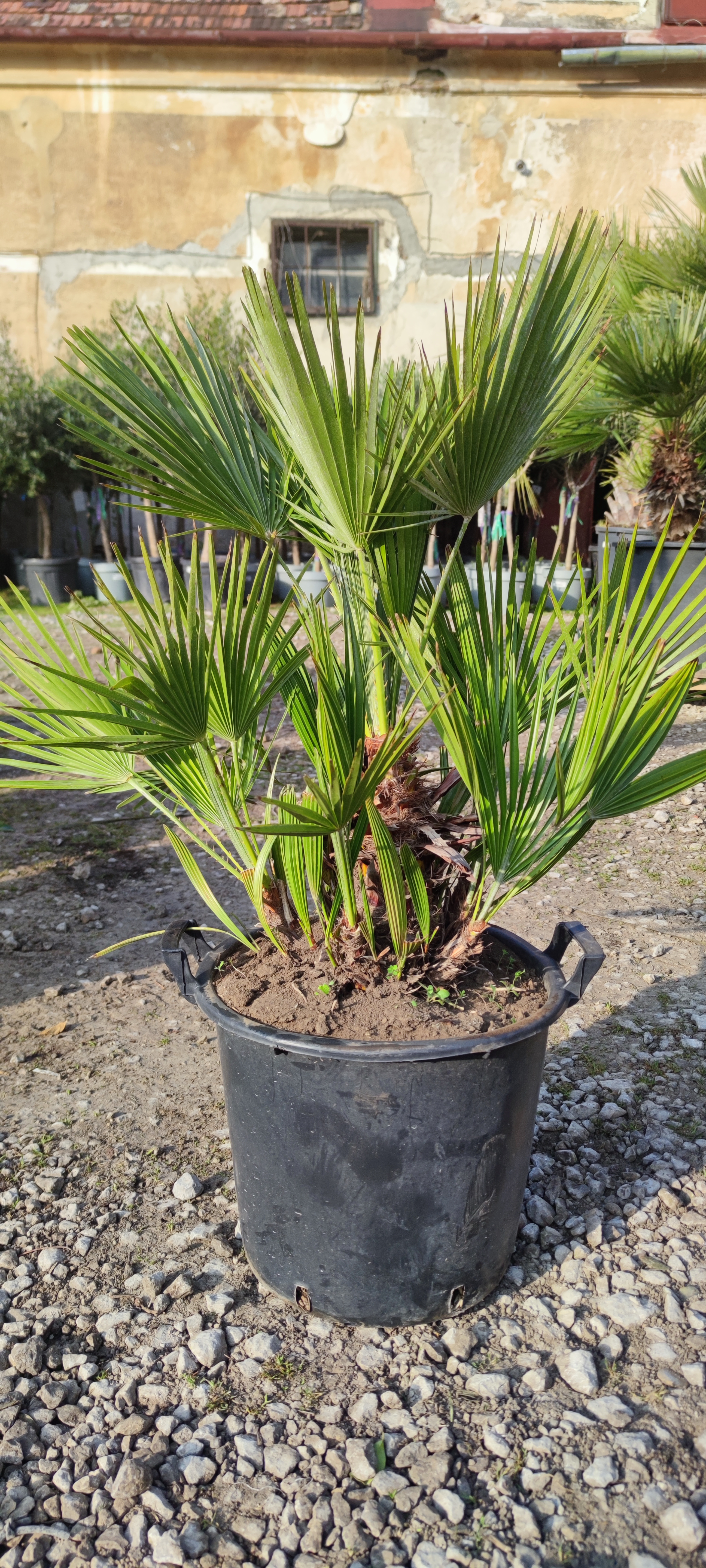 Chamaerops humilis výška 70-80cm, -14°C