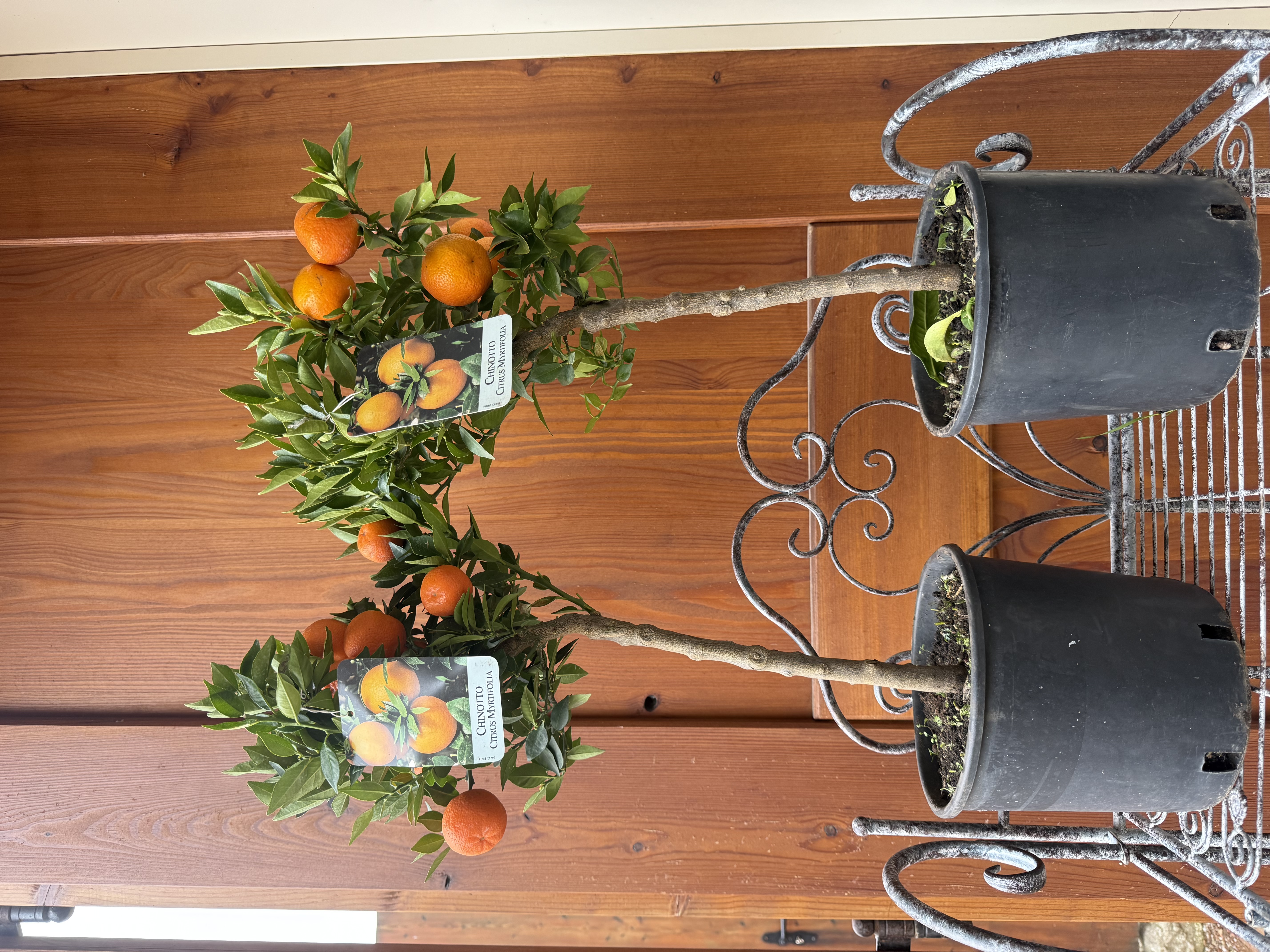 Citrus myrtifolia - chinotto 55-70cm