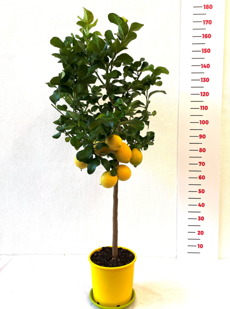 Citrus limone odroda -Zagara bianca 120-150cm