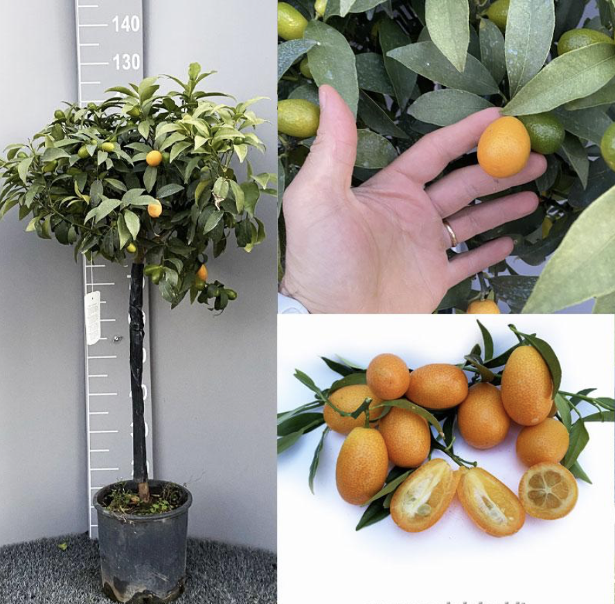 Kumquat - výška 140-150cm, šírka kvetináča 26cm