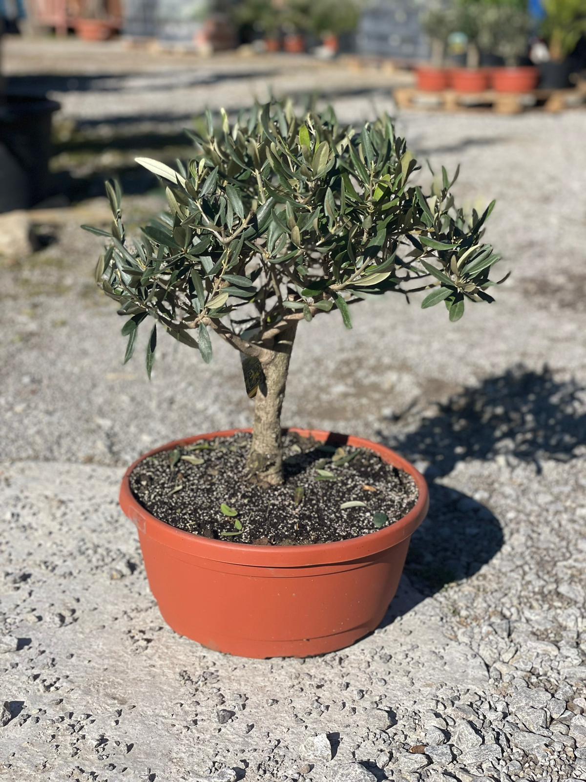 Olea Europaea - olivovník 40cm