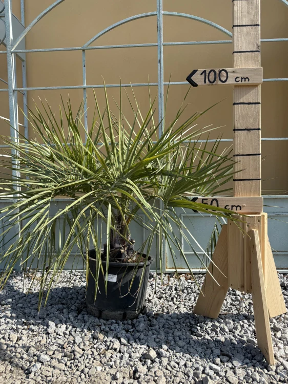 Butia capitata 130cm (-12°C)