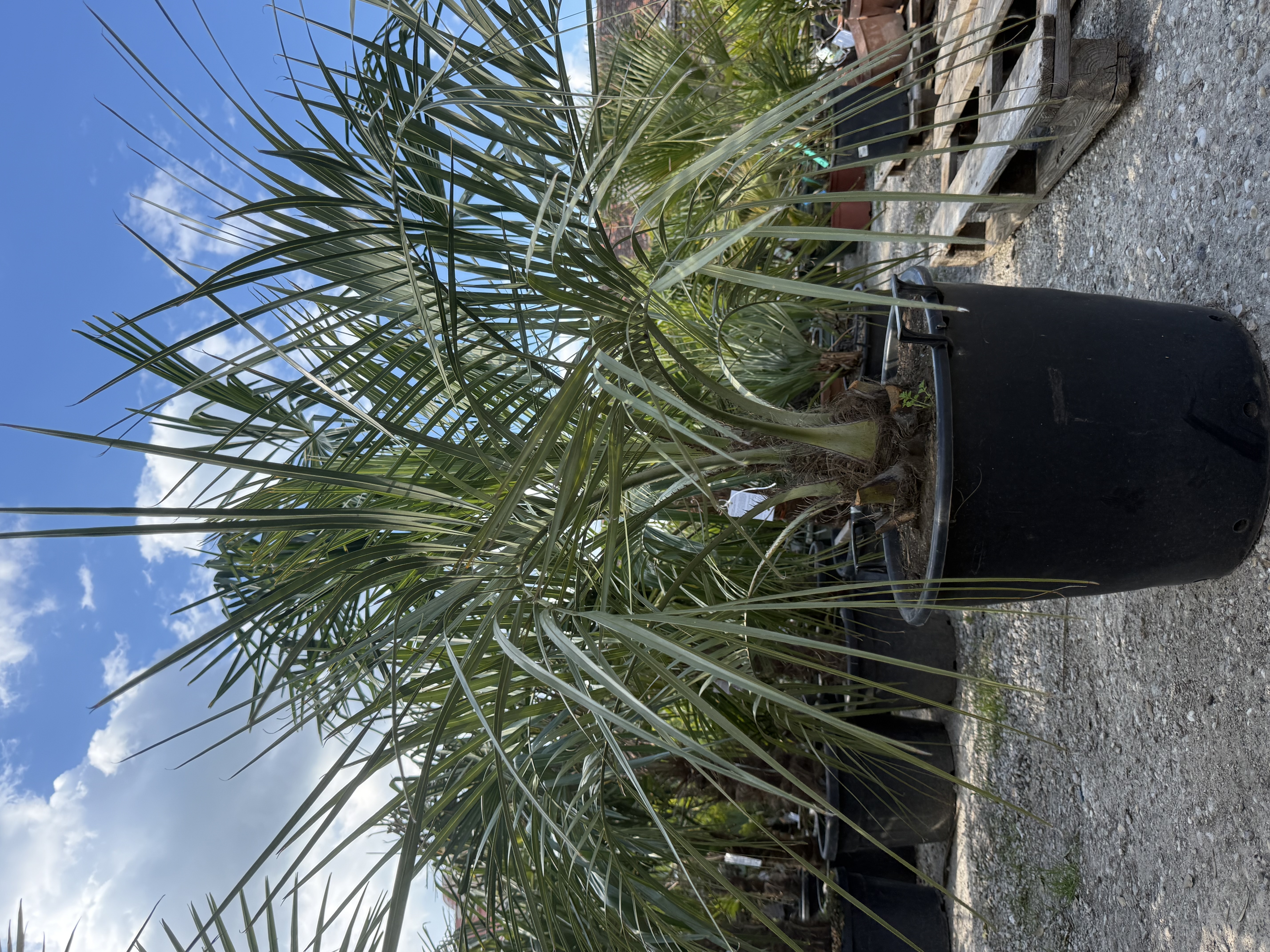 Butia capitata 140cm (do -12°C)