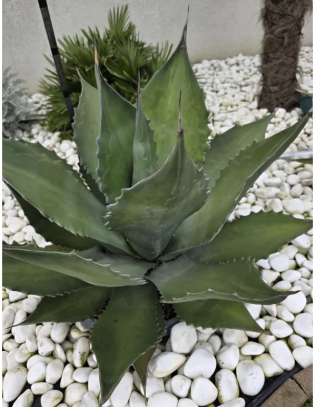 Agave salmiana ferox