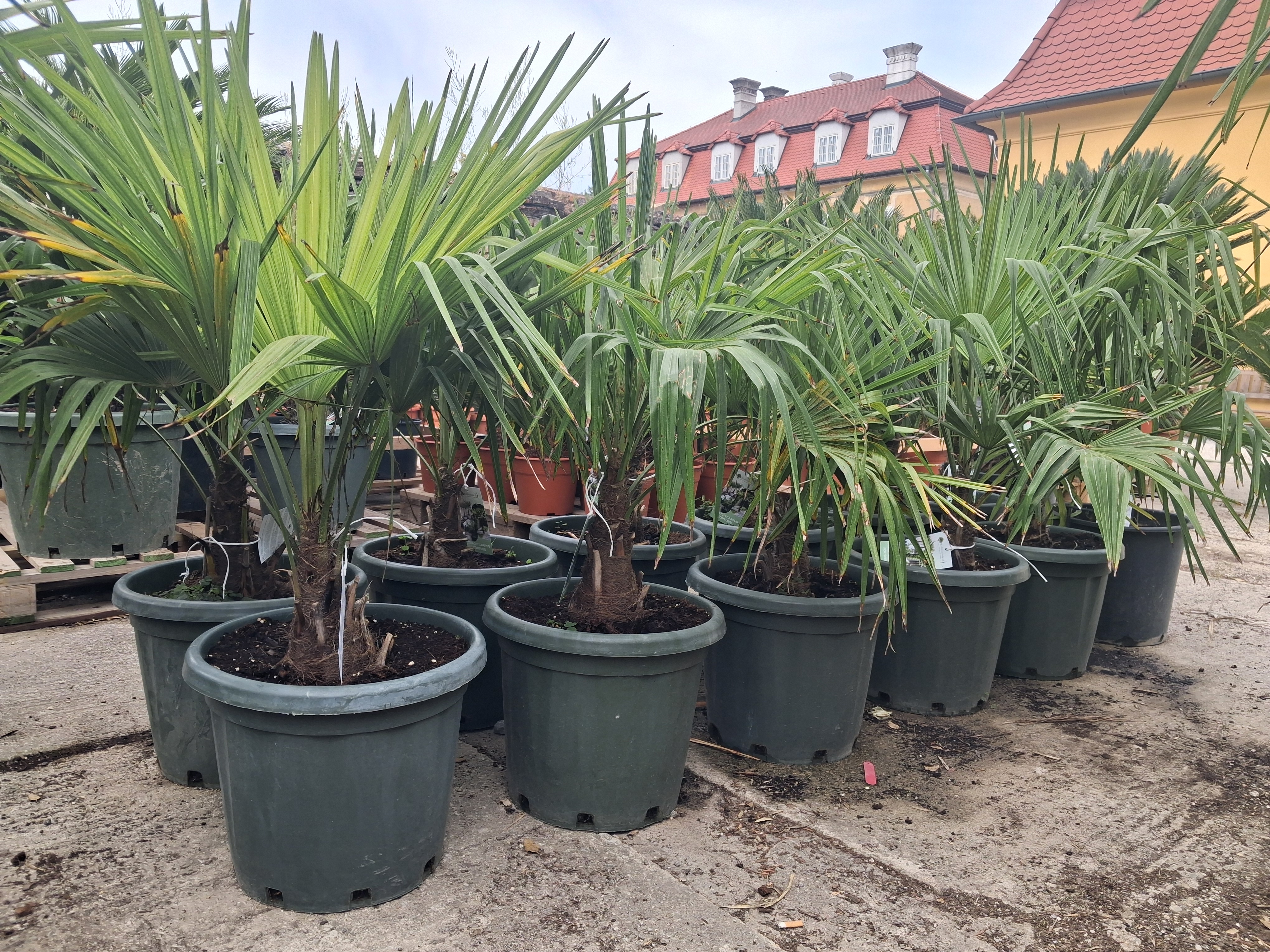 Trachycarpus fortunei, kmeň cca 20cm, výška s kvetináčom 110-140cm