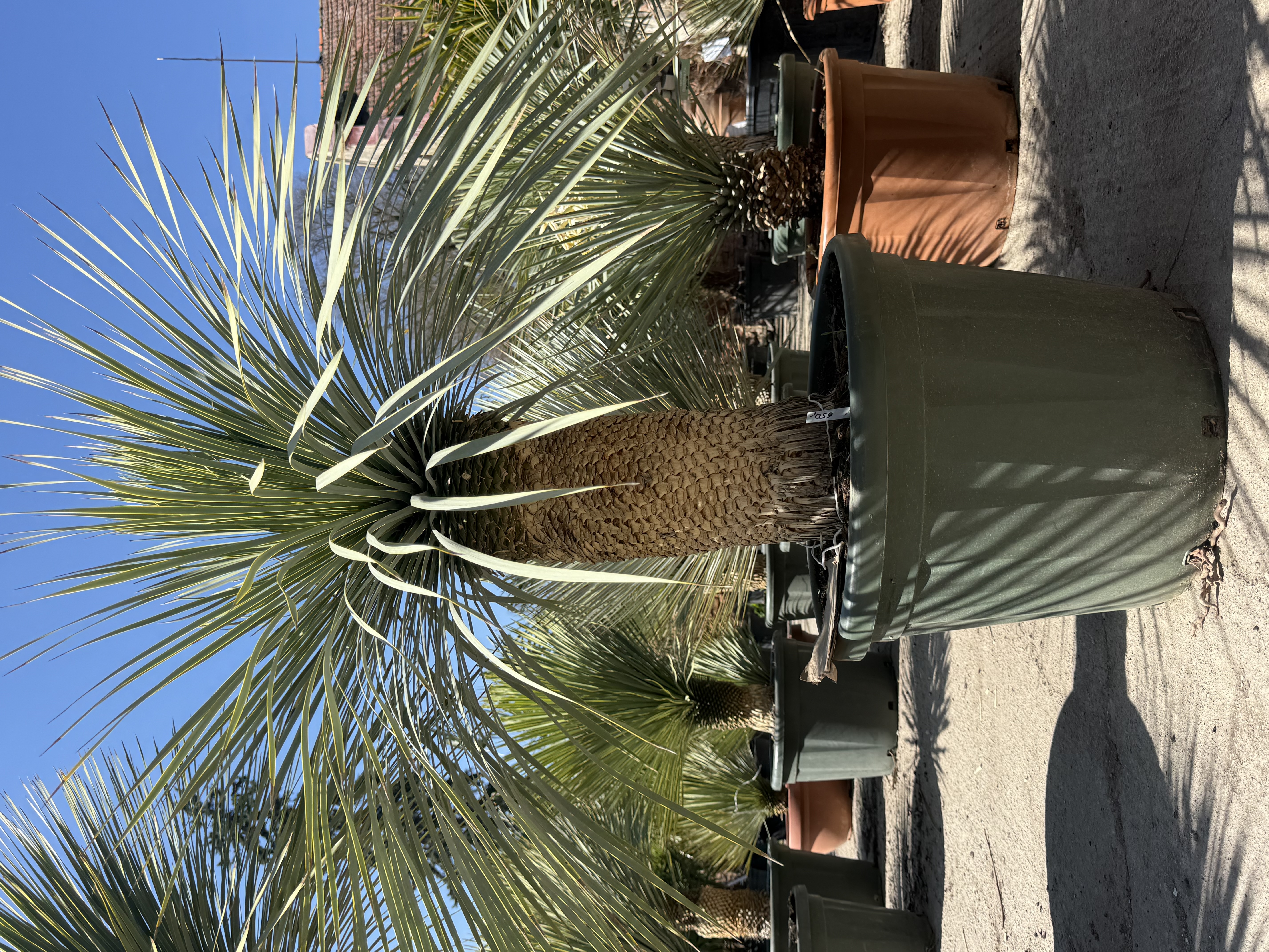 Yucca rostrata výška s kvet. 140-150 cm, do -22´C