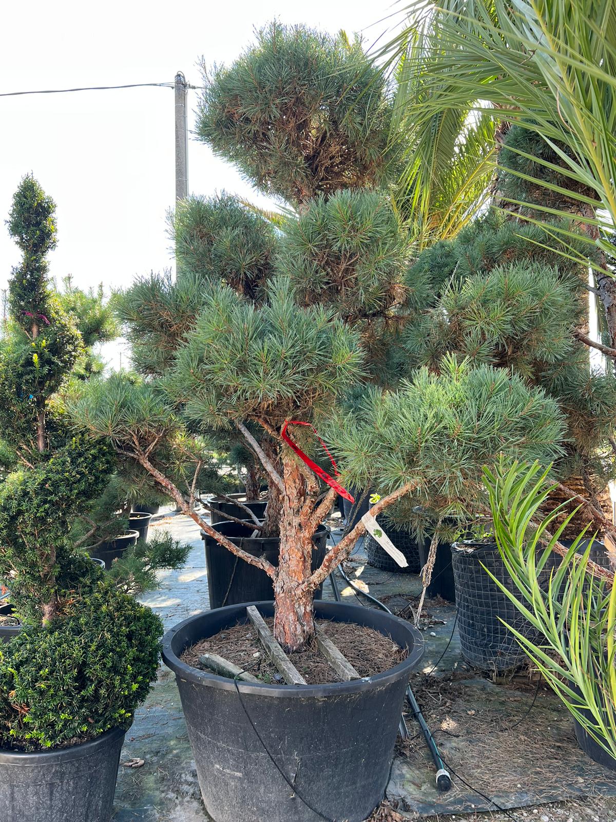 Jarná akcia - Borovica lesná - Pinus sylvestris výška 400cm s kvetináčom