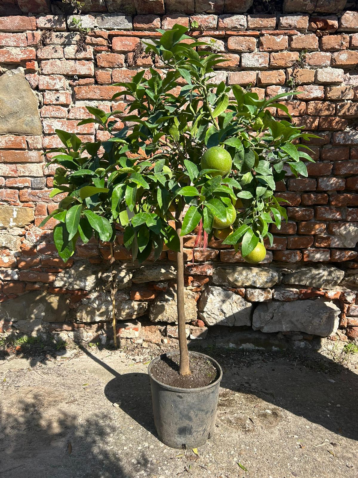 Pomelo 140 -160 cm výška aj s kvetináčom