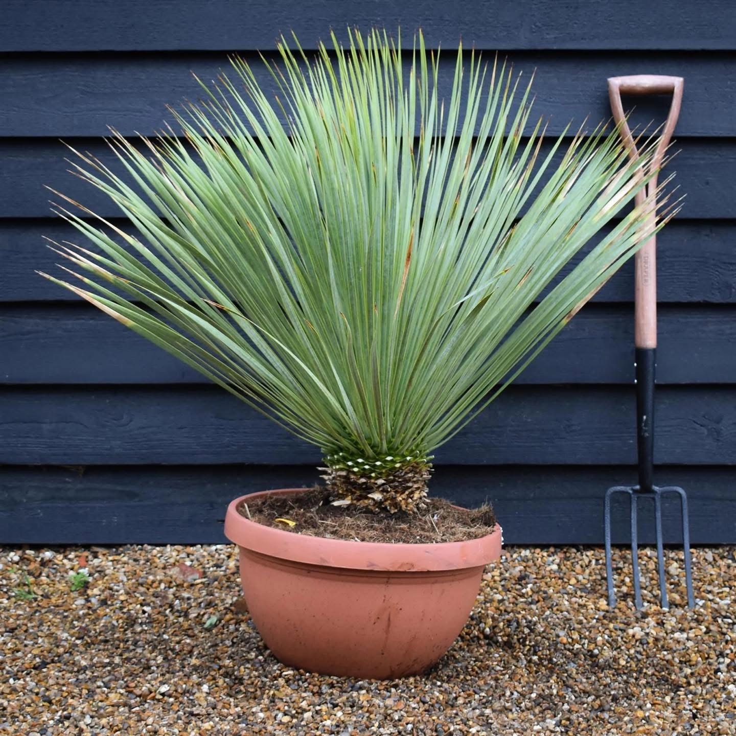 Yucca Rostrata v deco kvetináči, výška 80-100cm 1-22°C