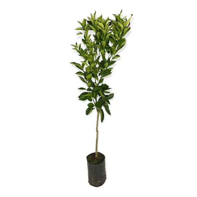 Mandarínka Clementínka - Citrus Clementino - výška 130/150cm