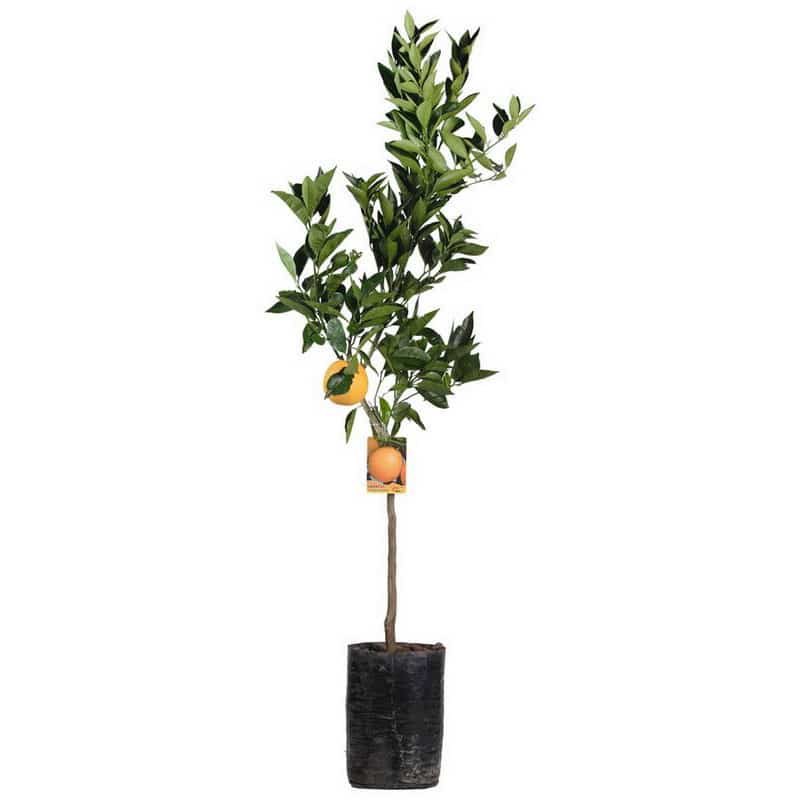 Mandarínka - Citrus Mandarino - výška 130/150cm