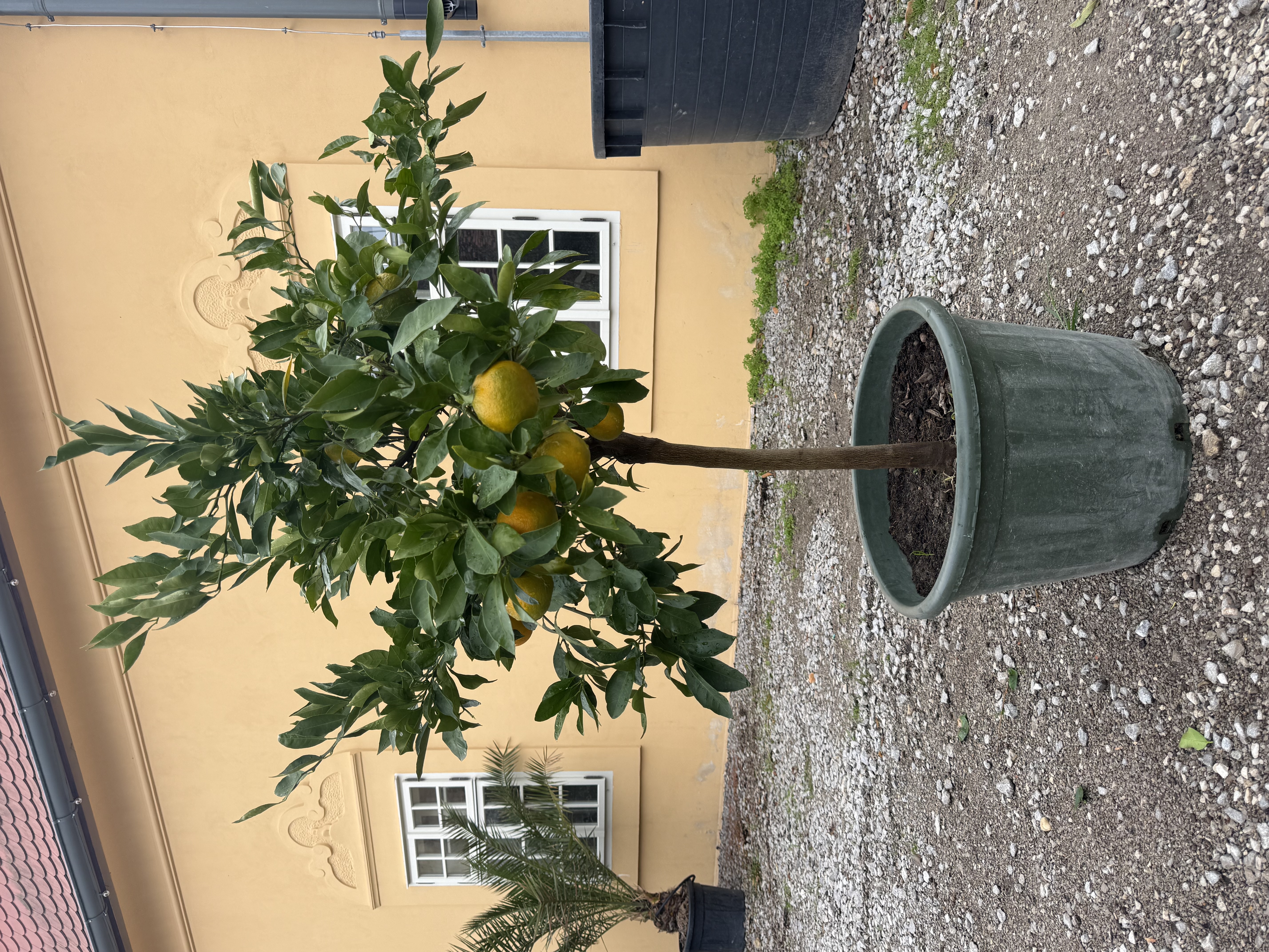Mandarínka Clementínka - Citrus Clementino 150-160 cm výška s kvetináčom