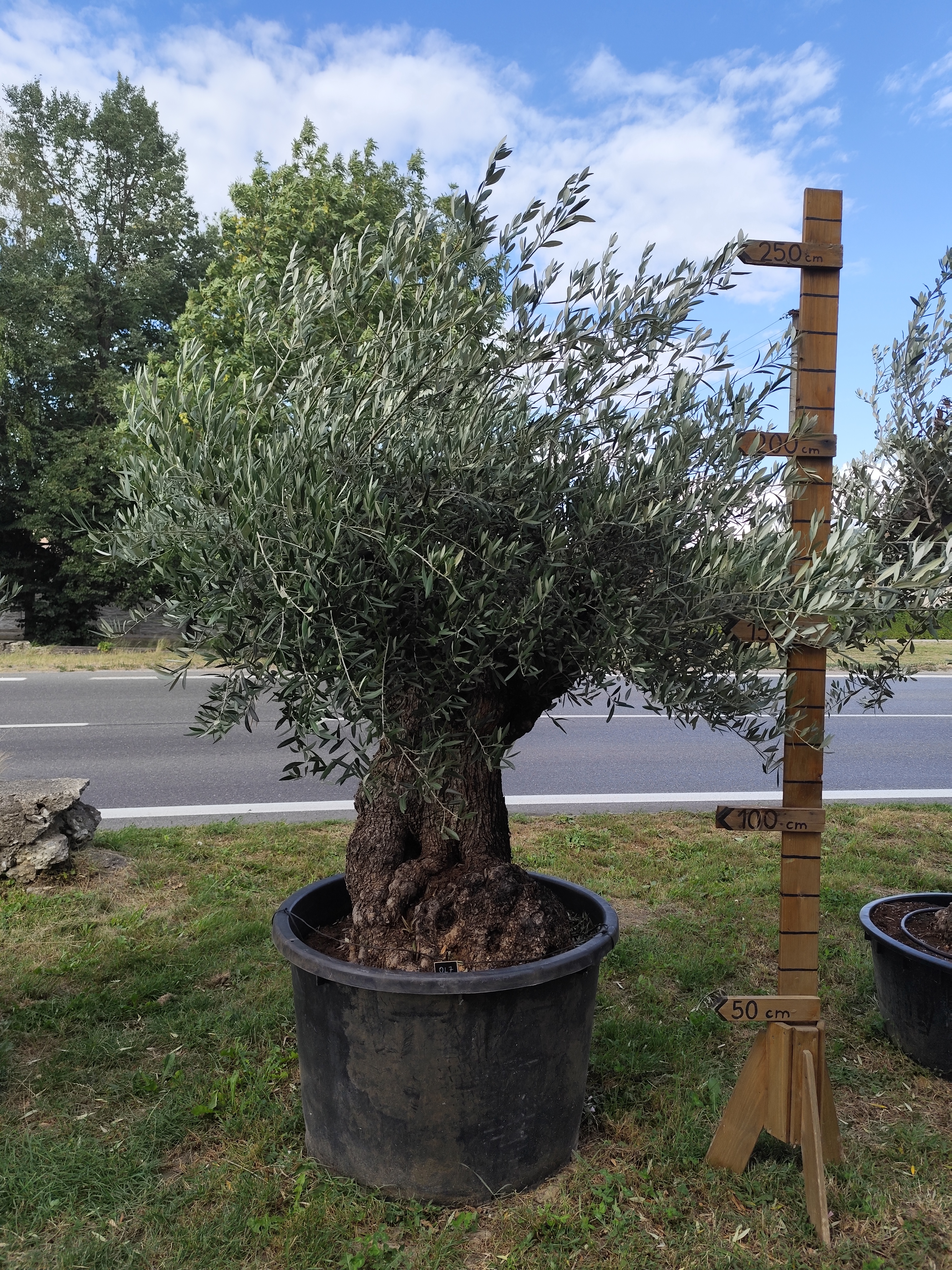 Olea Europaea - olivovník OL 7, celková výška 250 -270cm