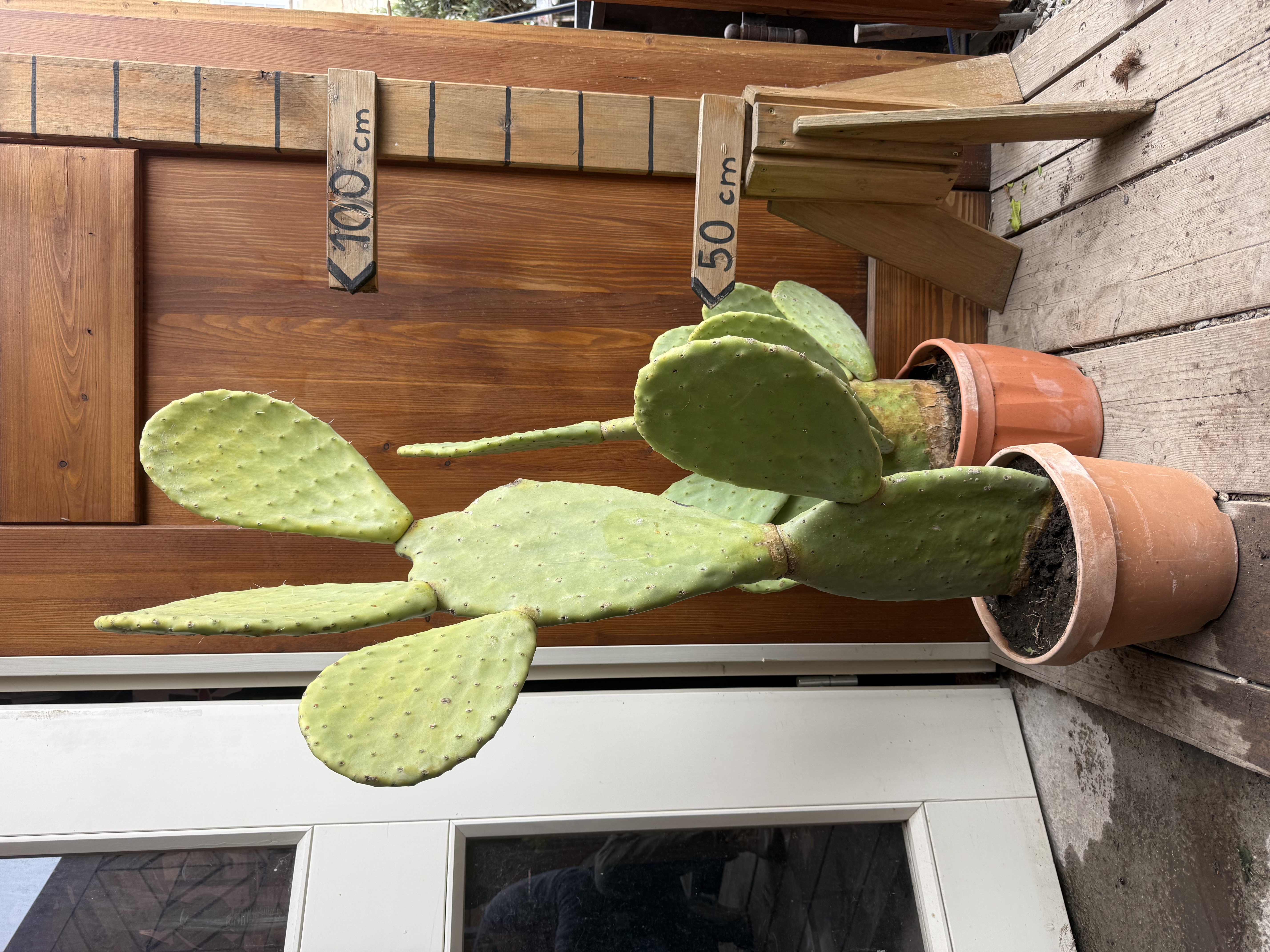 Opuncia Ficus Indica (výška 80-100cm vrátane kvetináča)