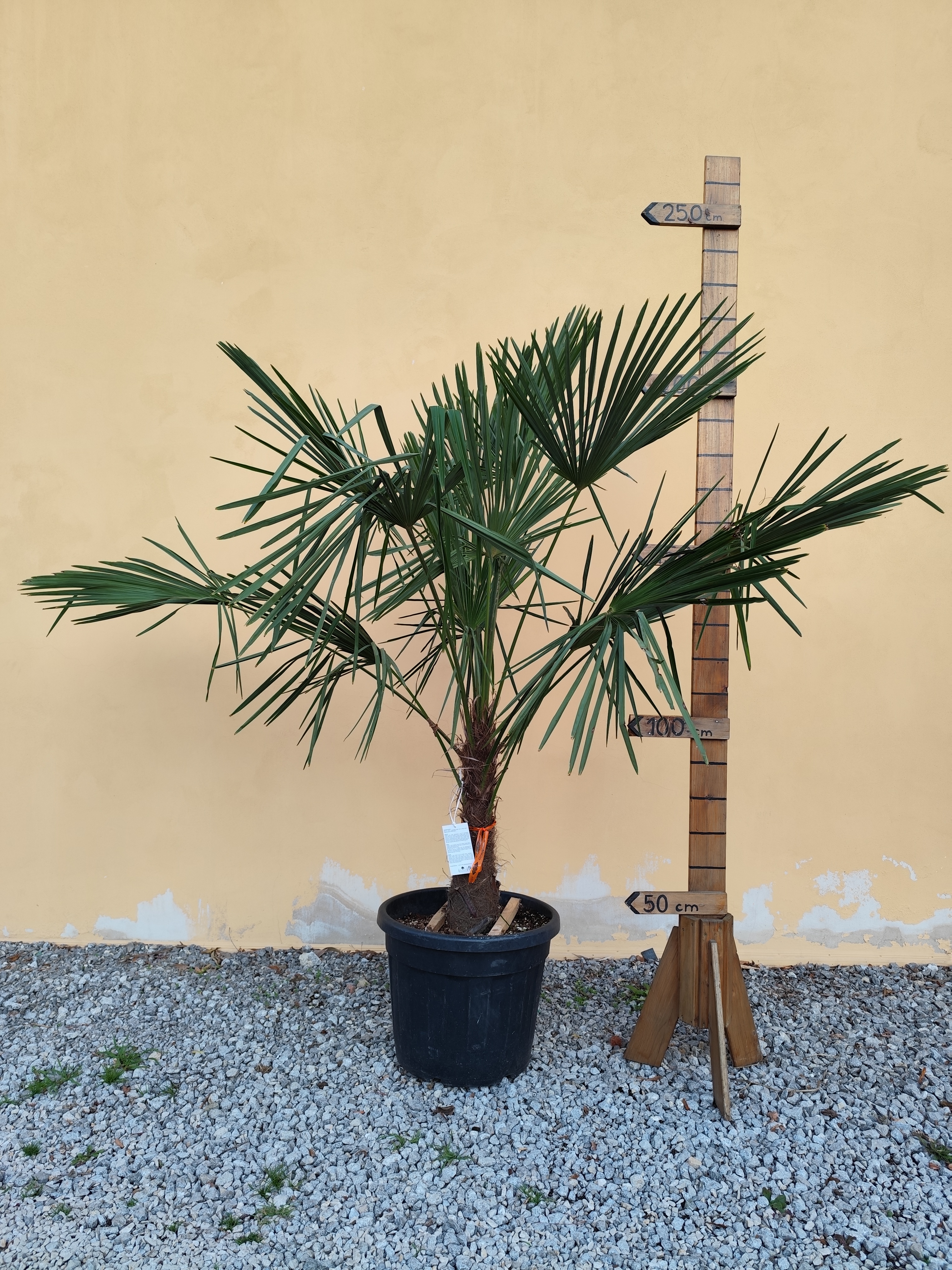 Trachycarpus fortunei (Chamaerops excelsa), výška kmeňa 50-60cm