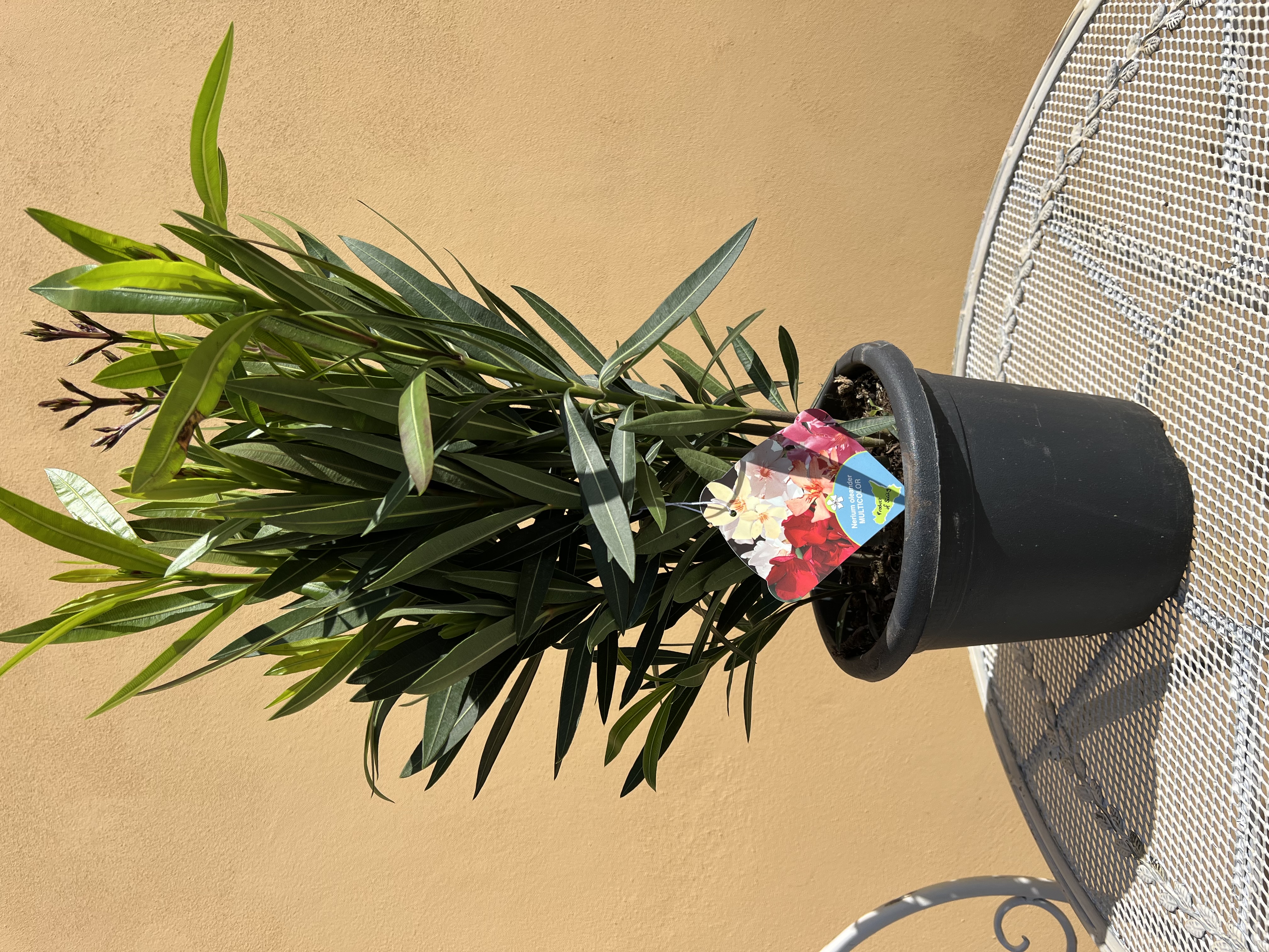Nerium Oleander Multicolor - výška 40-50 CM s kvetináčom