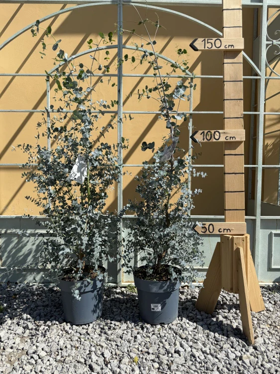 Eukalyptus Gunii 150-170cm, šírka kvetináča 21cm, objem 4,5L