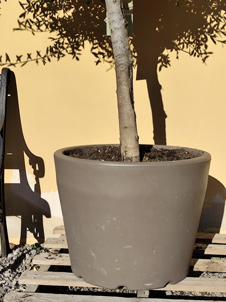Kvetináč Ercolino Ercole - 63 cm šírka