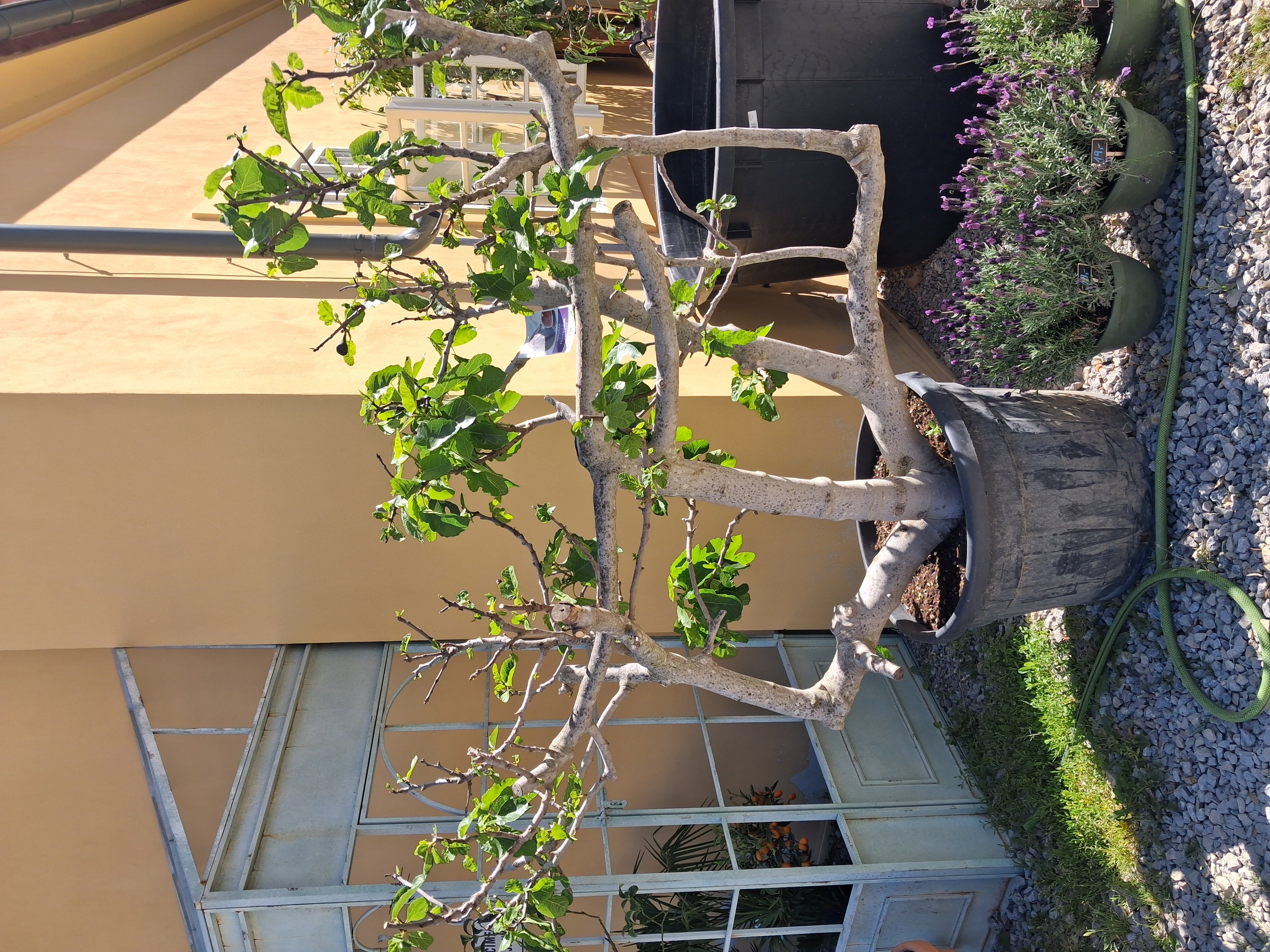 Figovník Ficus carica - 200cm -12°C