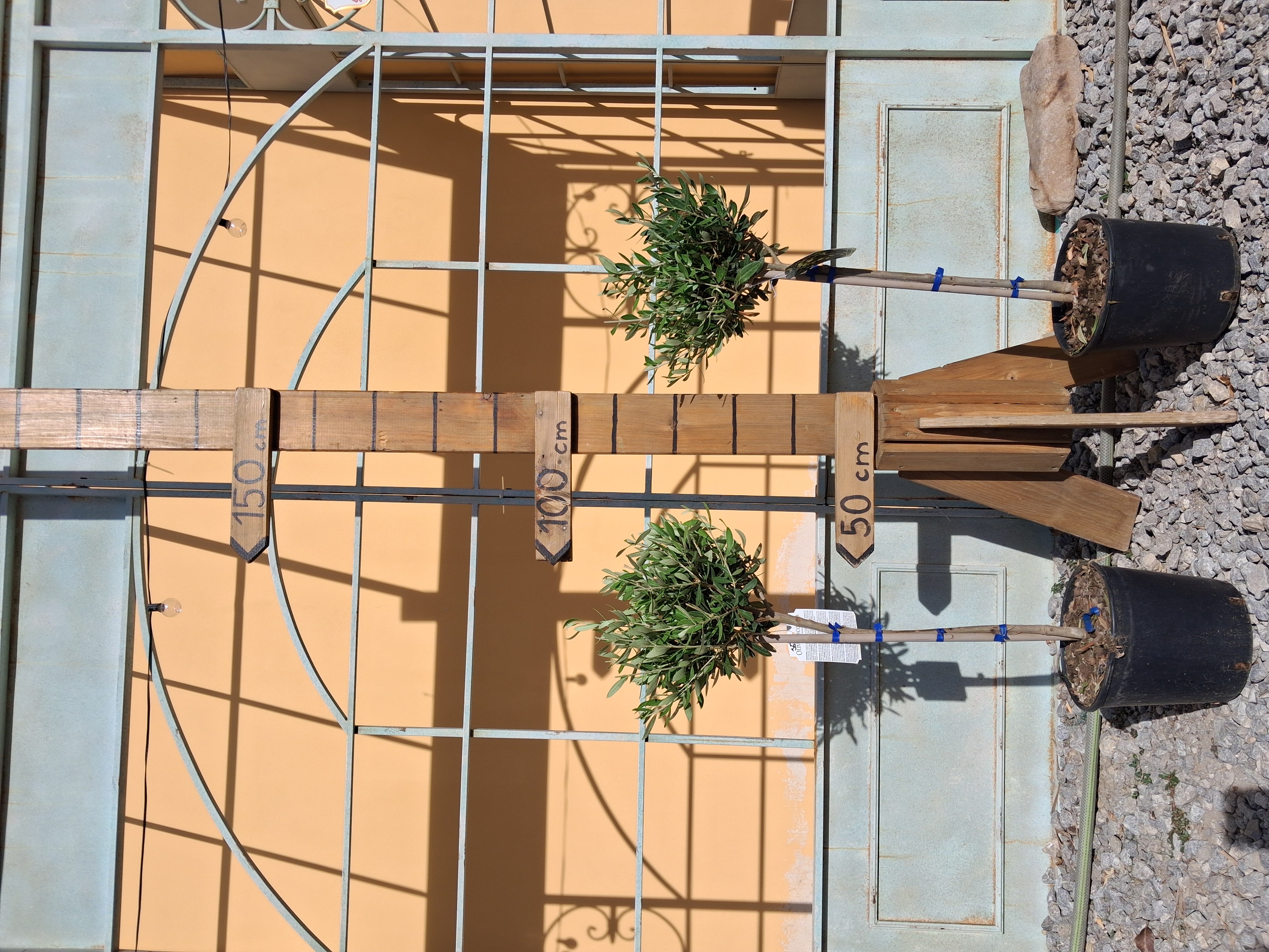 Olea Europaea - olivovník 90-100 cm výška s kvetináčom
