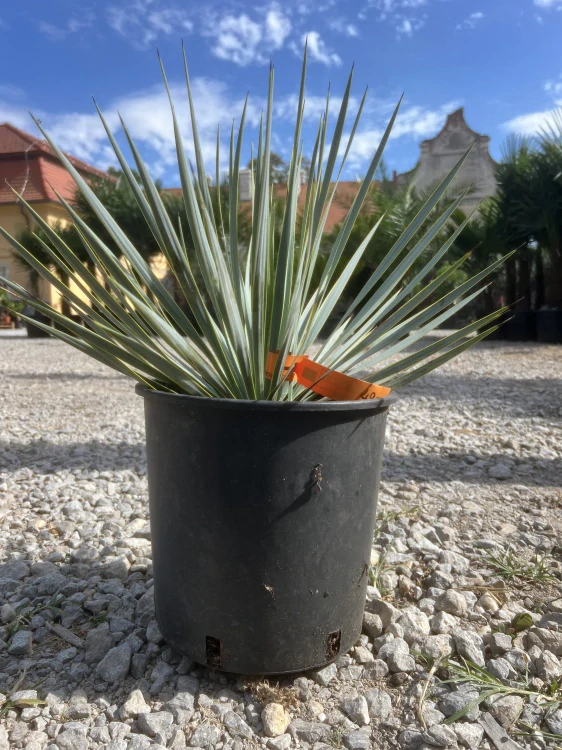 Yucca Rostrata, mrazuvzdorná do -22°C, výška 30-40cm s kvetináčom