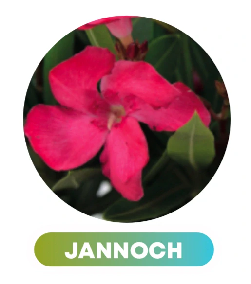 Nerium Oleander rôzne farby - výška 40-50CM s kvetináčom