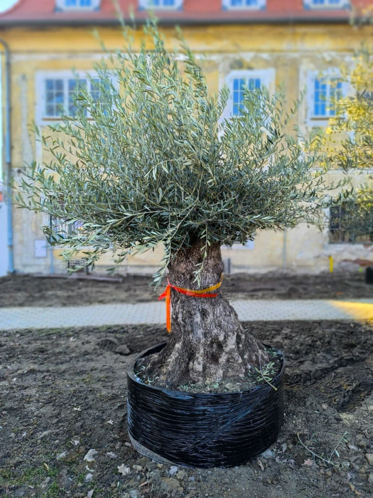 Olea Europea - olivovník 240-260 cm