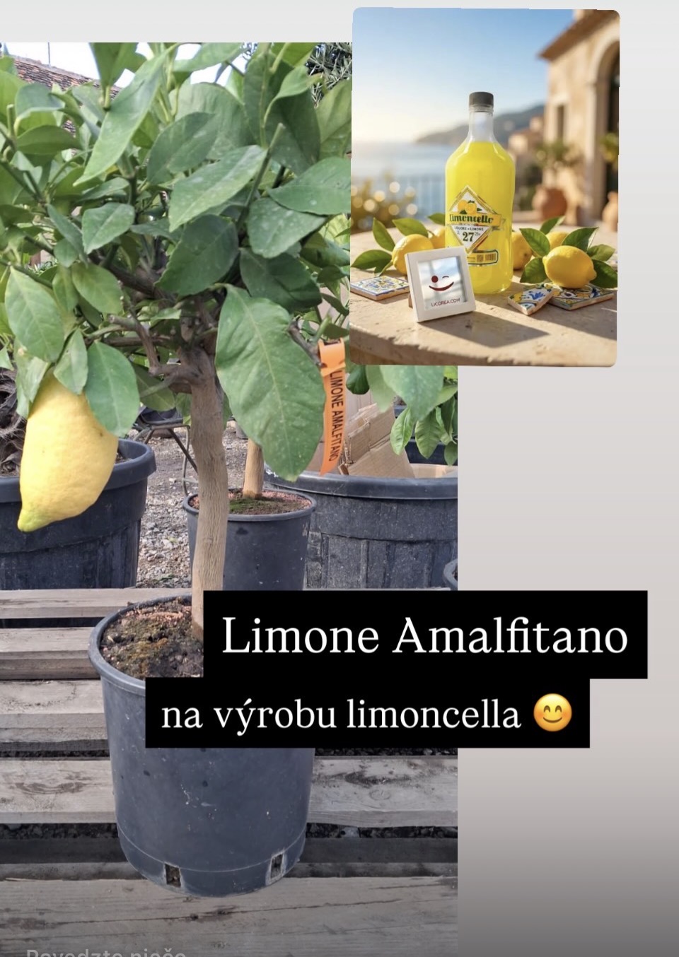 Citrónovník amalfský - Limone Amalfitano výška 80-90cm