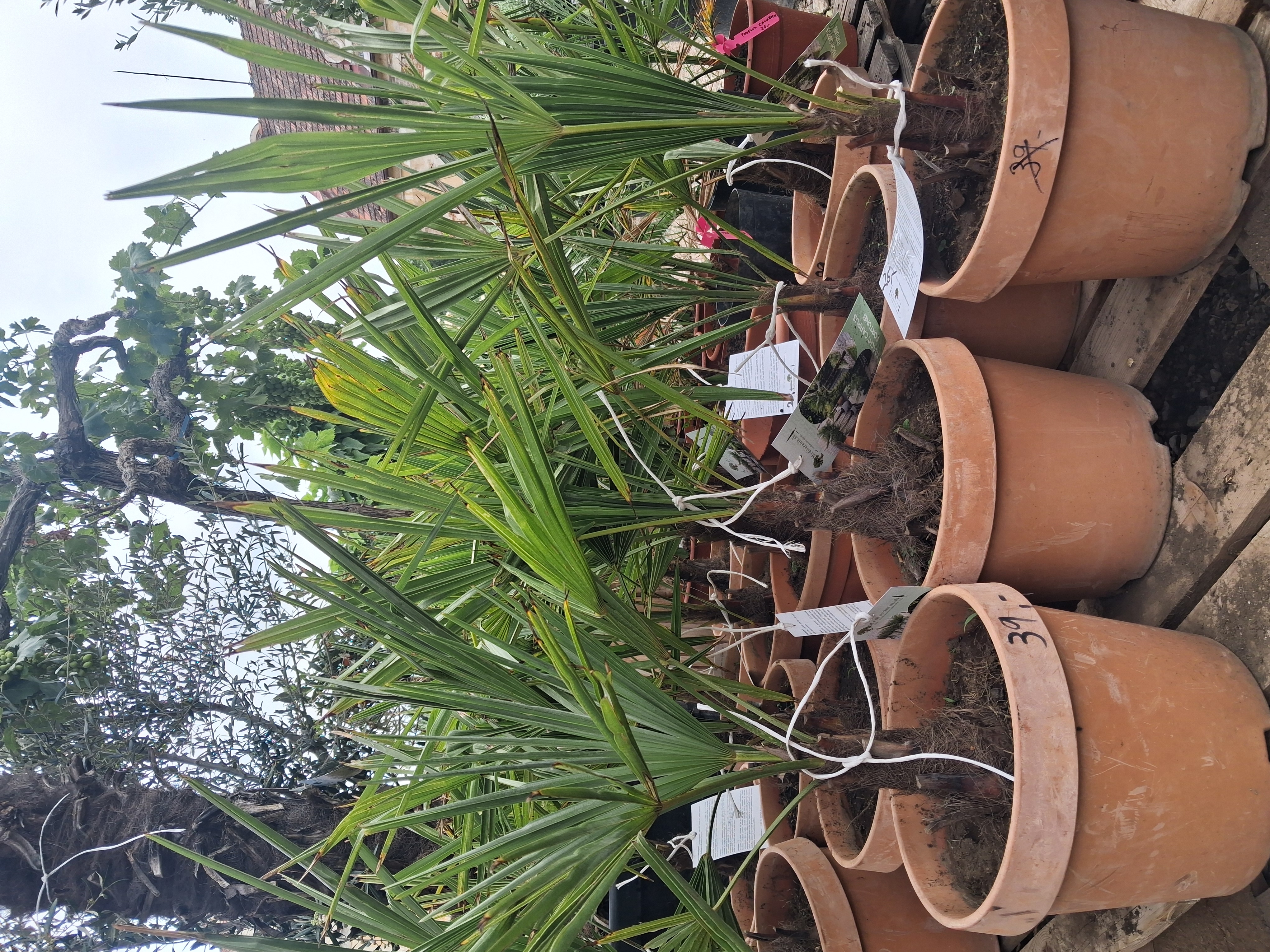 AKCIA 2+1 zdarma- Trachycarpus fortunei, výška s kvetináčom 60-80cm, výška kmeňa 10-15cm