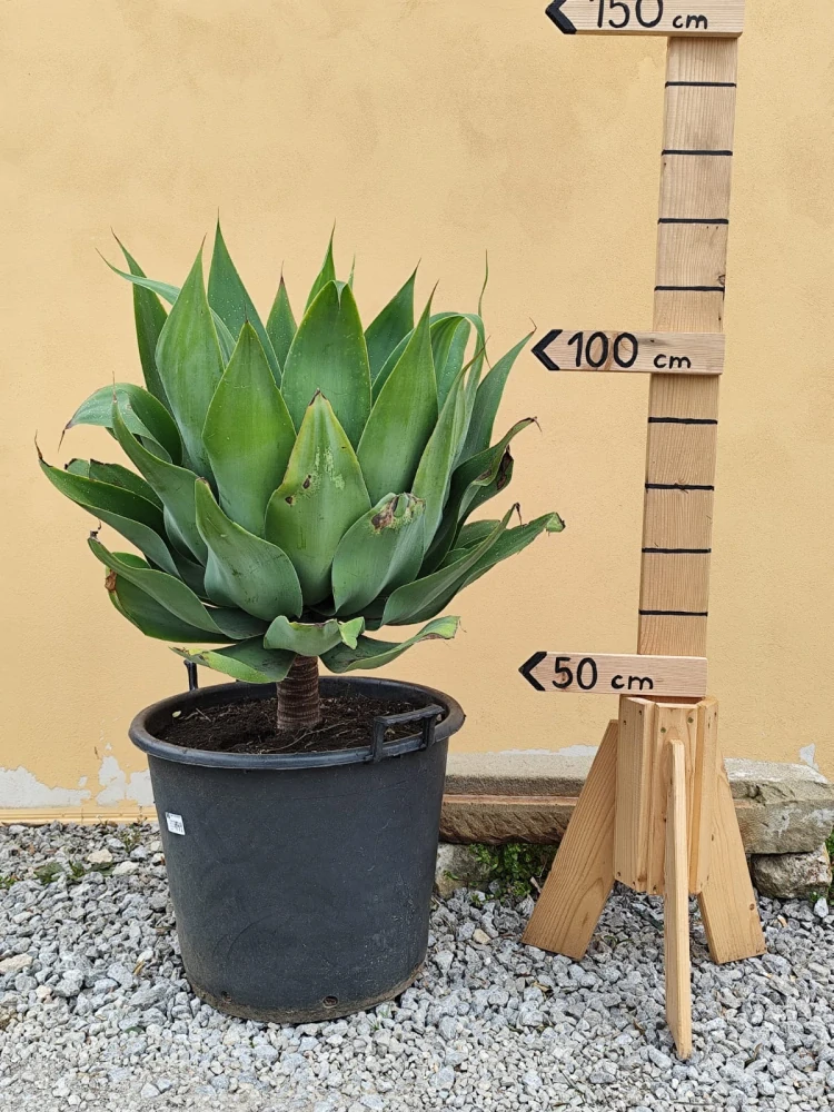 Agave attenuata - výška s kvetináčom 110 - 120 cm