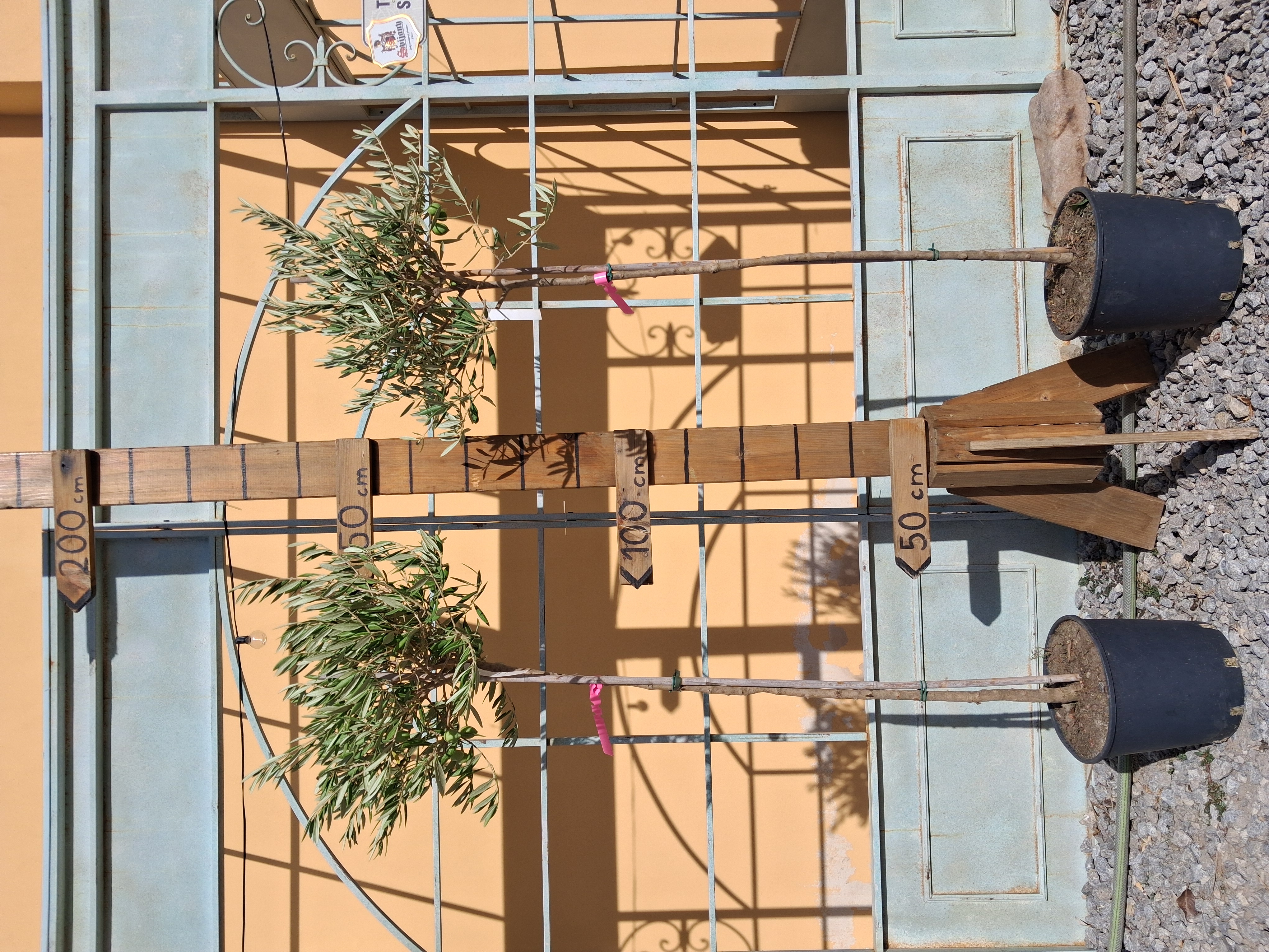 Olivovník - Olea europaea, 150-170 cm výška aj s kvetináčom