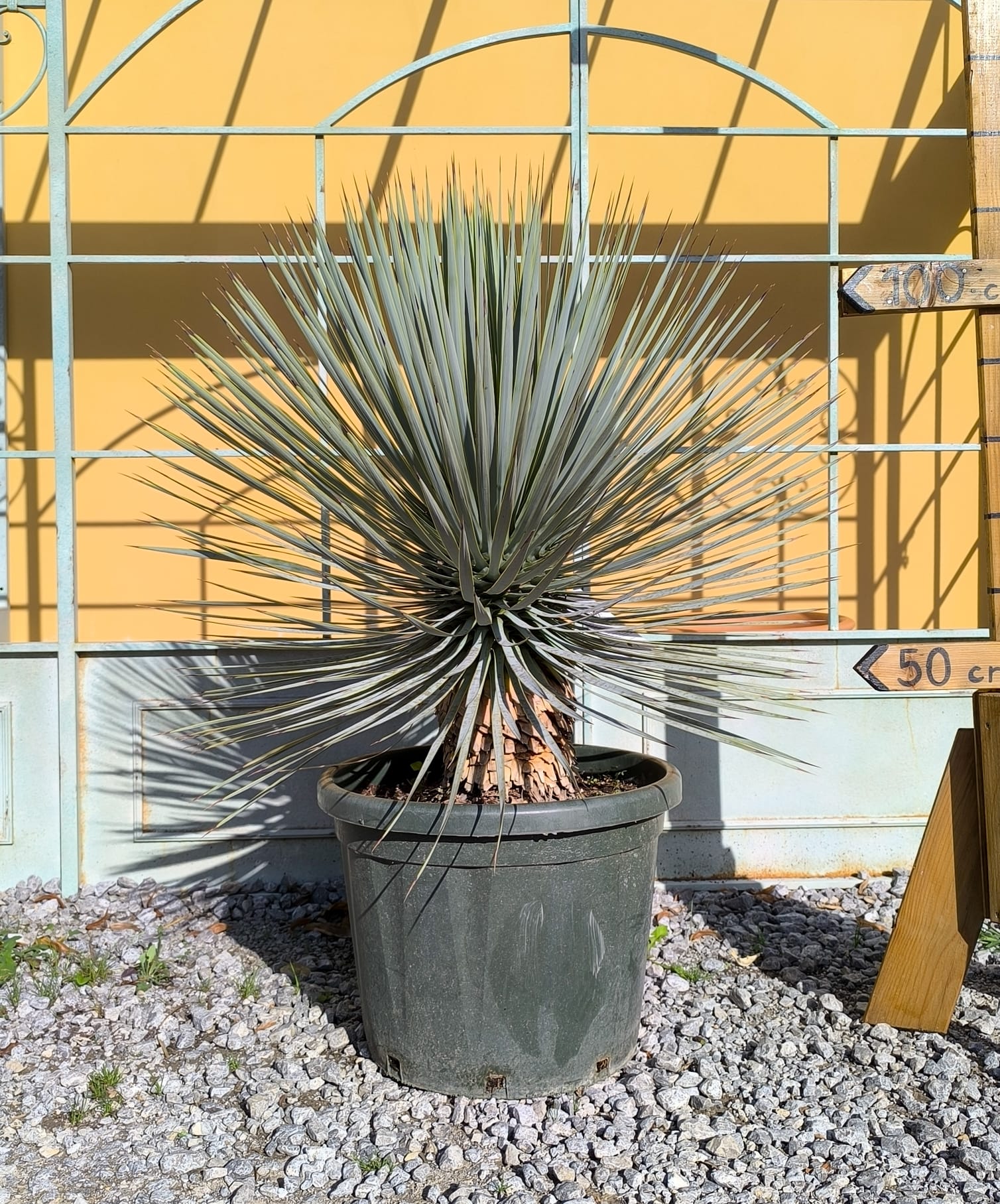 Yucca rostrata x Yucca rigida hybrid, mrazuvzdorná do - 15 stupňov