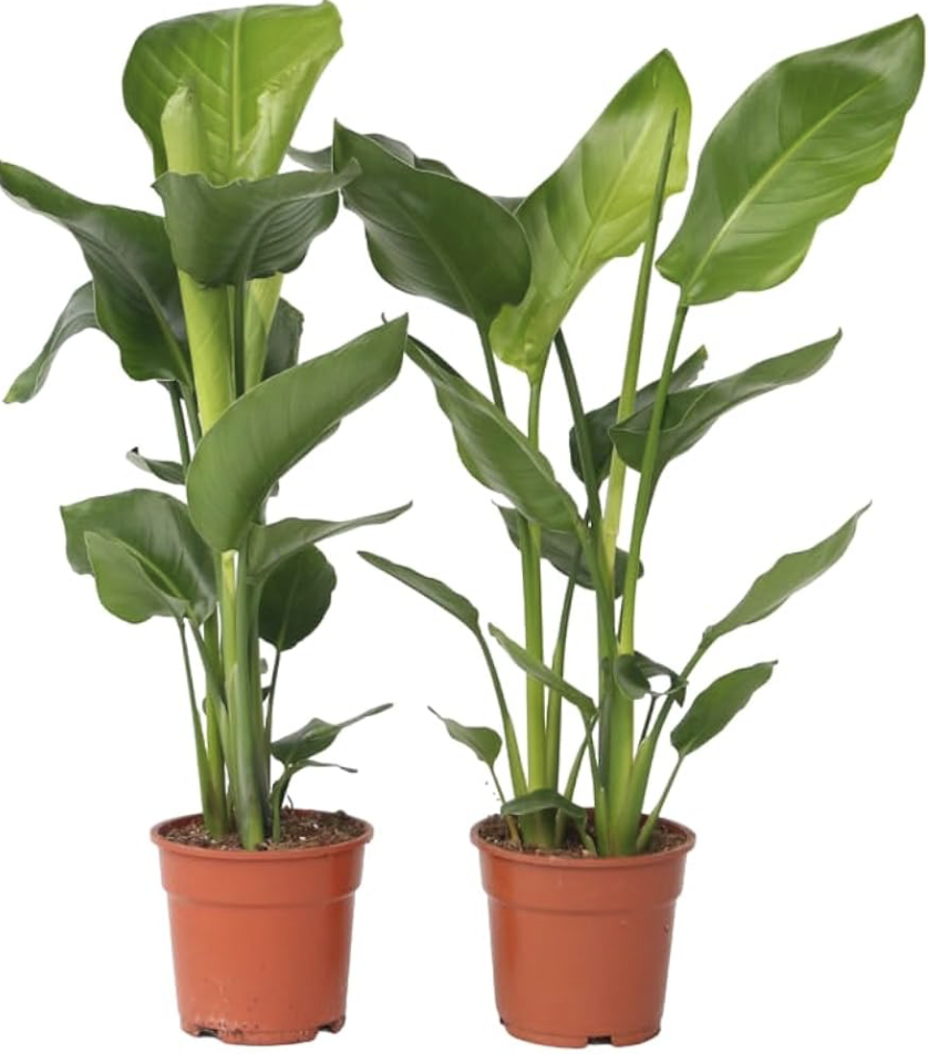 Strelícia nicolai dvoj kmeň - biely kvet 100-110cm aj s kvetináčom
