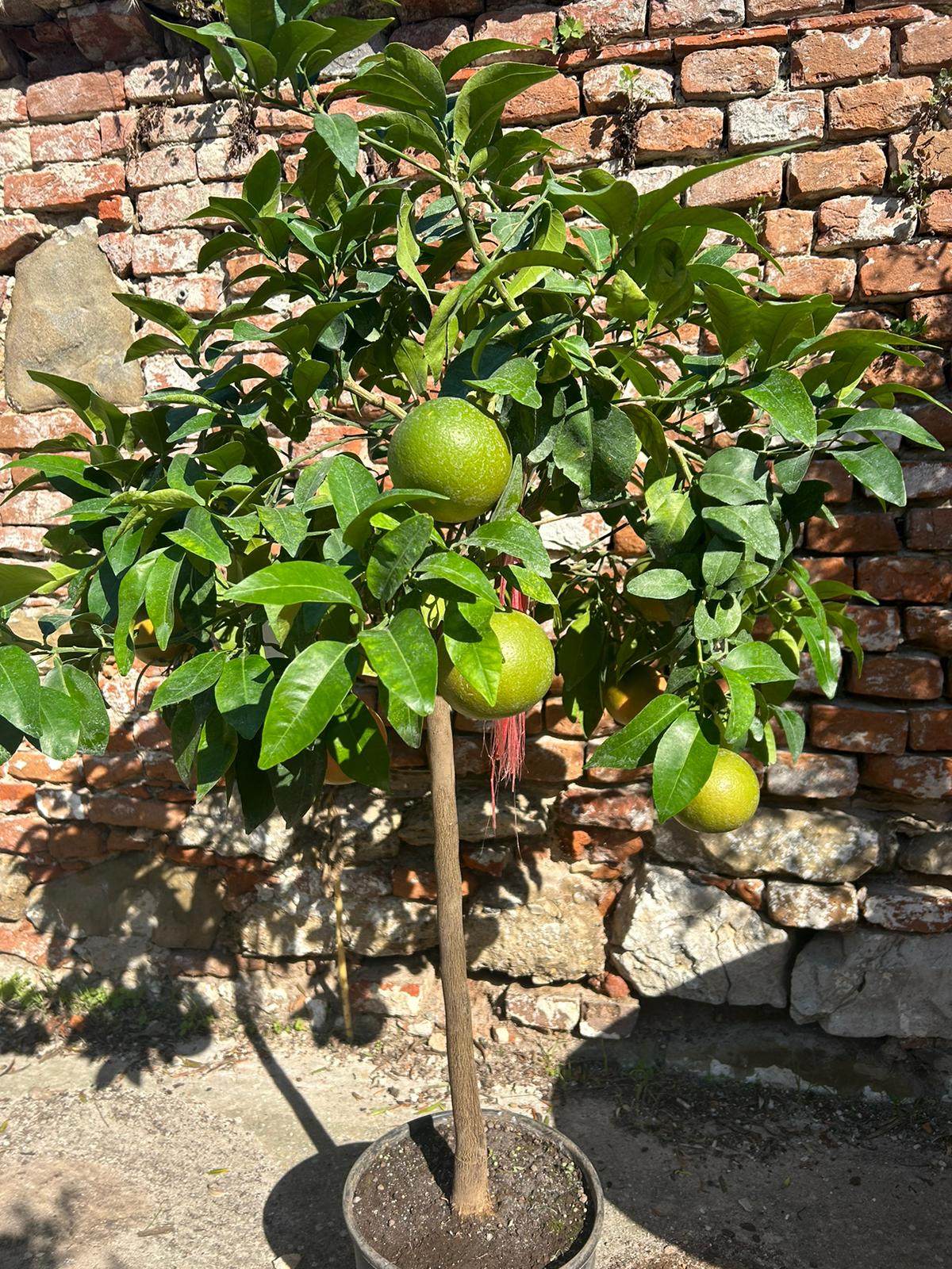 Pomelo 140 -160 cm výška aj s kvetináčom 