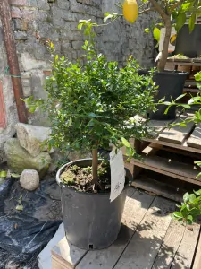 Austrálsky, Fingerlime alebo Caviar citrón 'Rosa' - citrónovník  výška 50/60cm 
