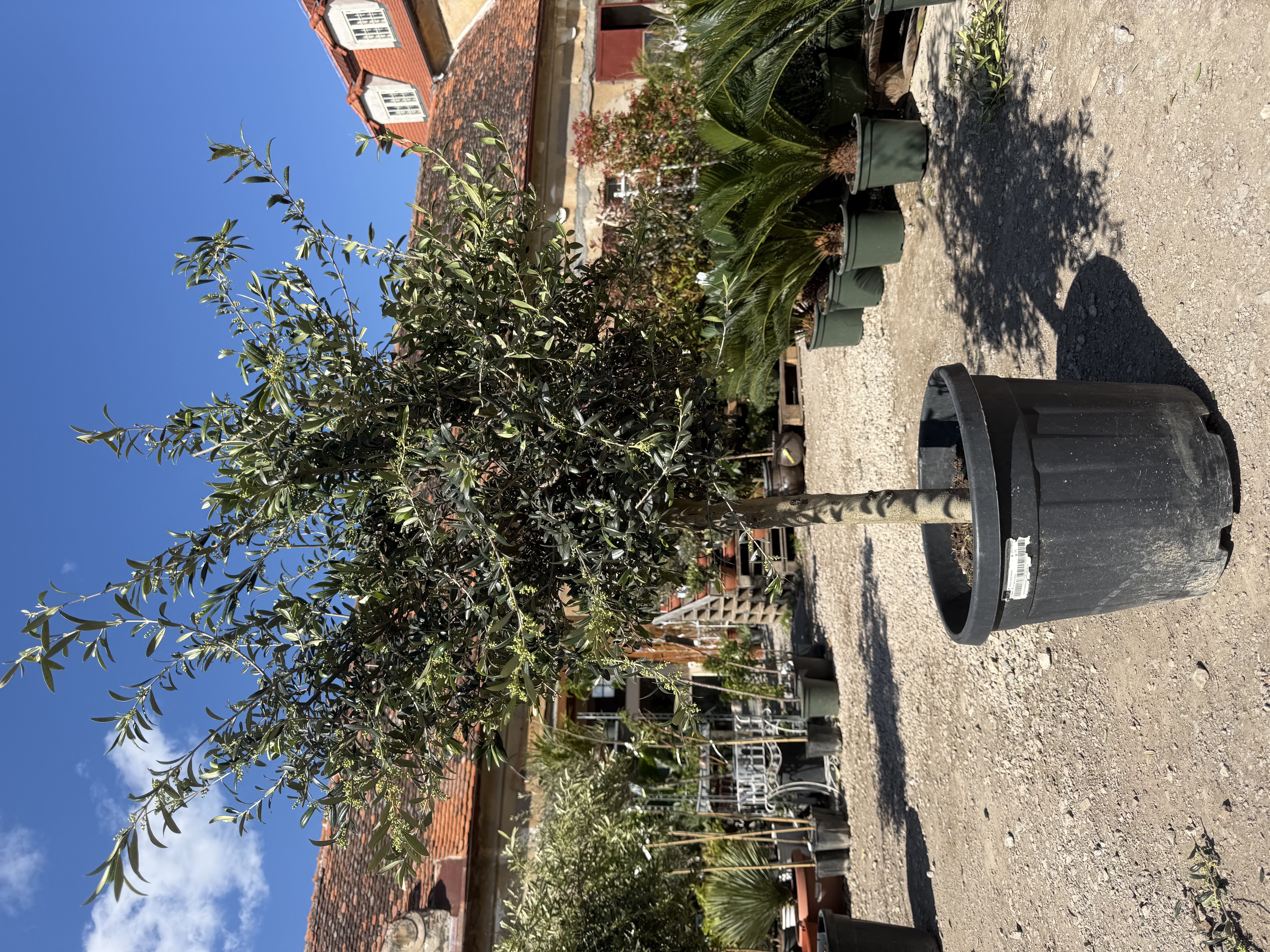 Olea Europea - olivovník 140 -170cm