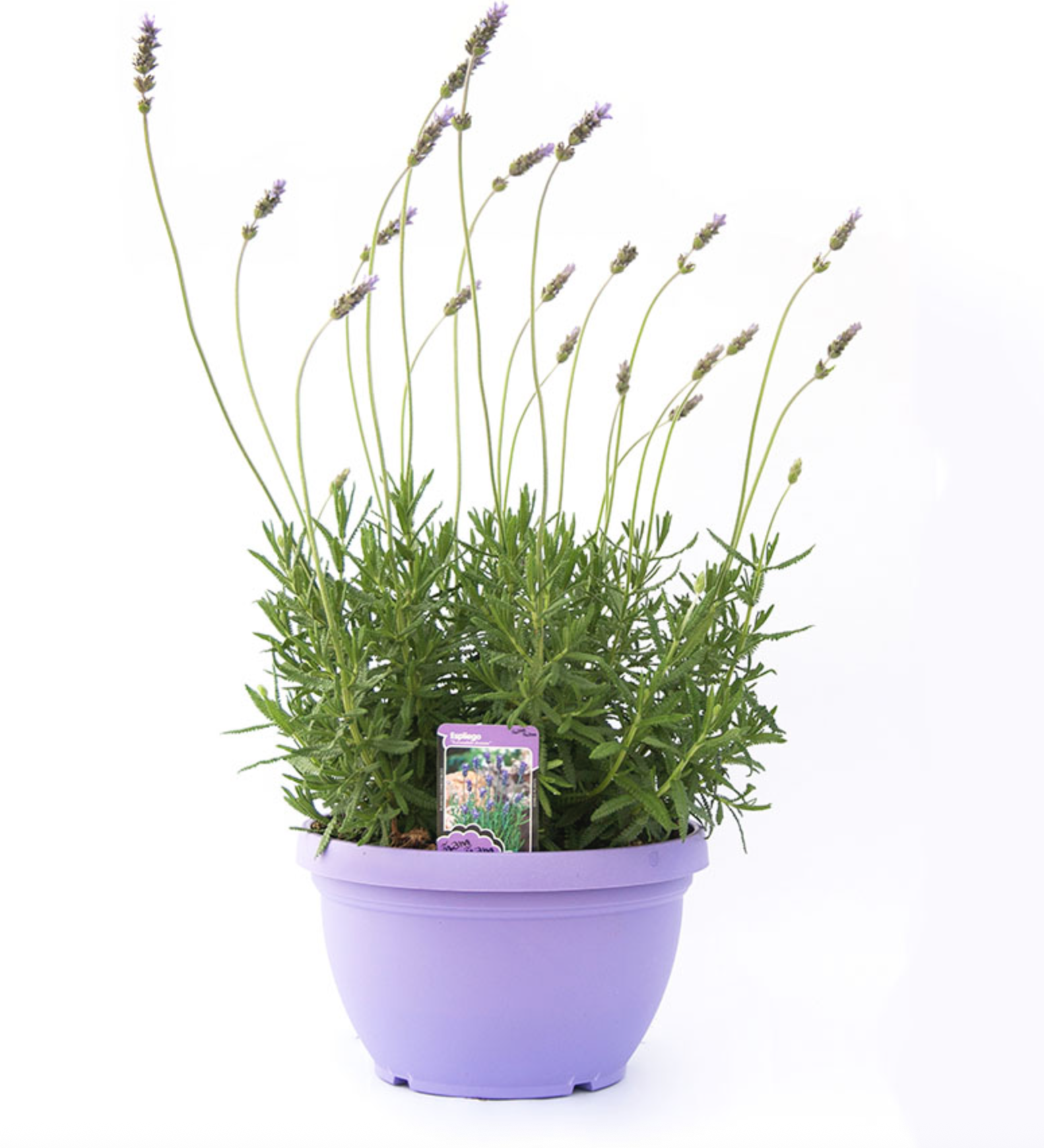 Levanduľa dentata, krásne veľké rastliny, kvetináč 27cm šírka, výška 50-70cm s kvetináčom