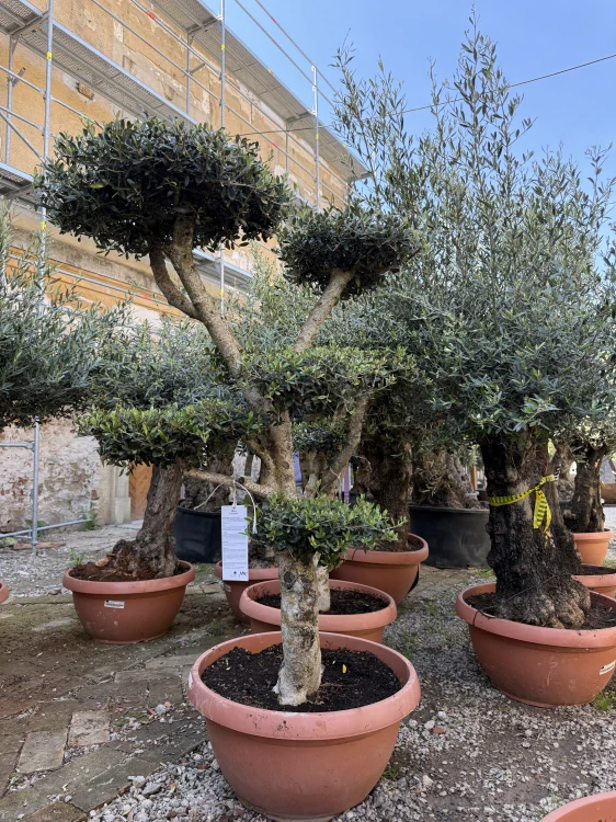 Olea Europea - olivovník 170-180 cm celková výška