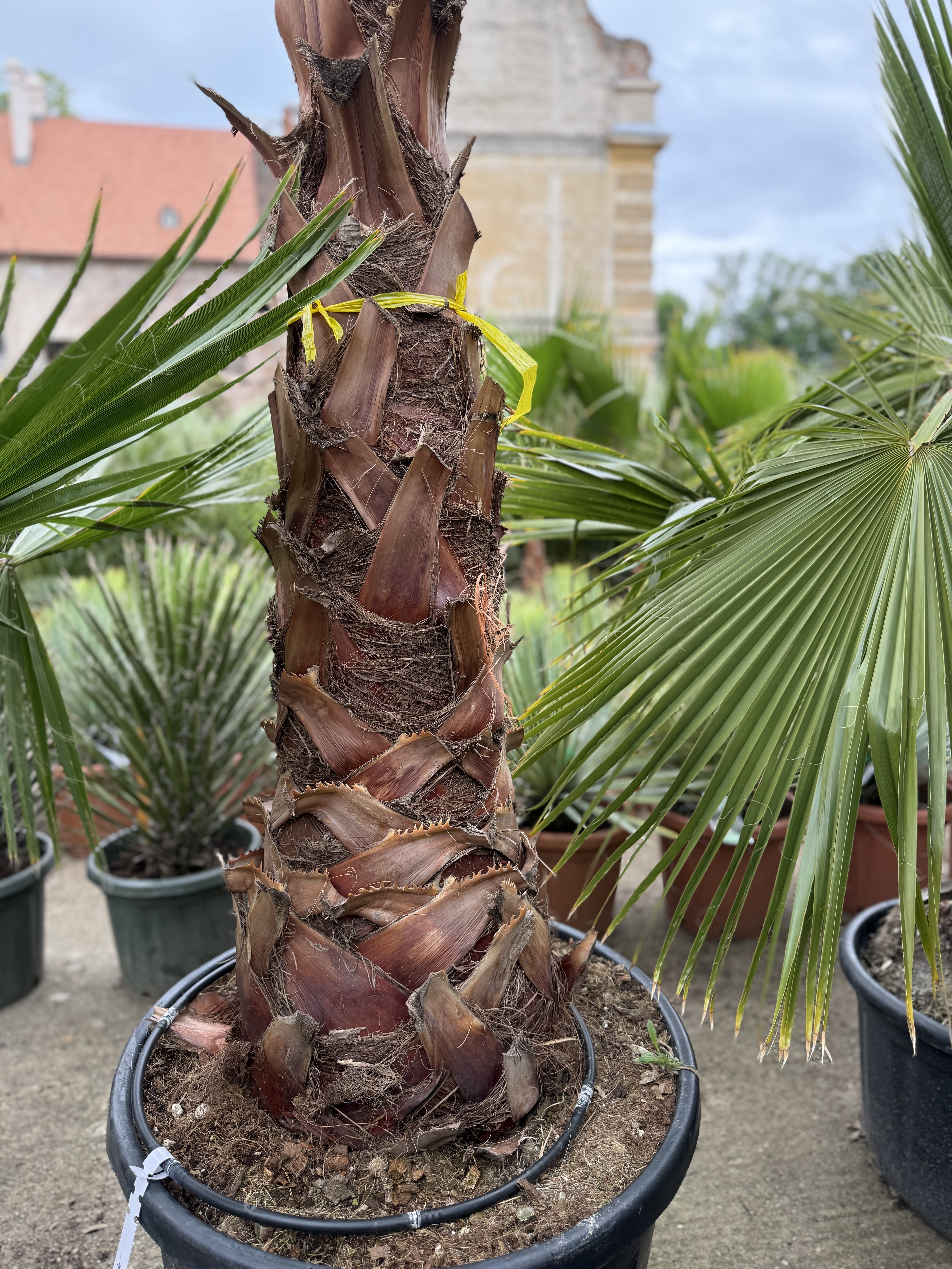 Washingtonia robusta 200-240cm (- 5°C)