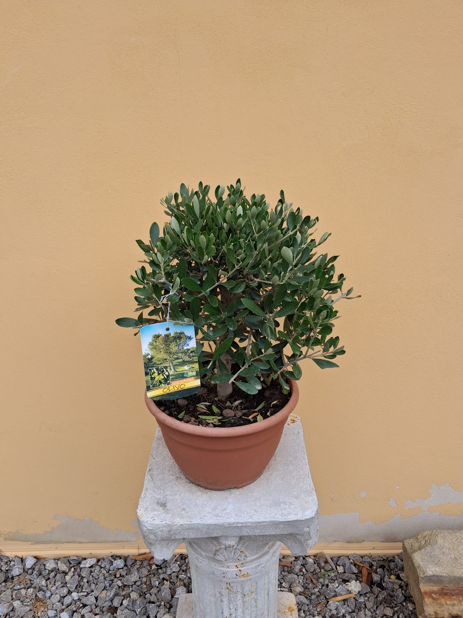 Akcia - Olea Europea - olivovník výška aj s kvetináčom 40 - 50cm 