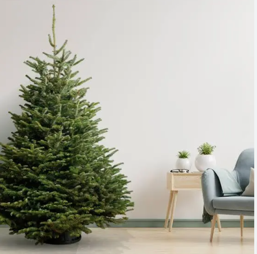 PREDOBJEDNÁVKA Vianočný stromček - Nordmandská jedľa - rezaná - 150-175cm