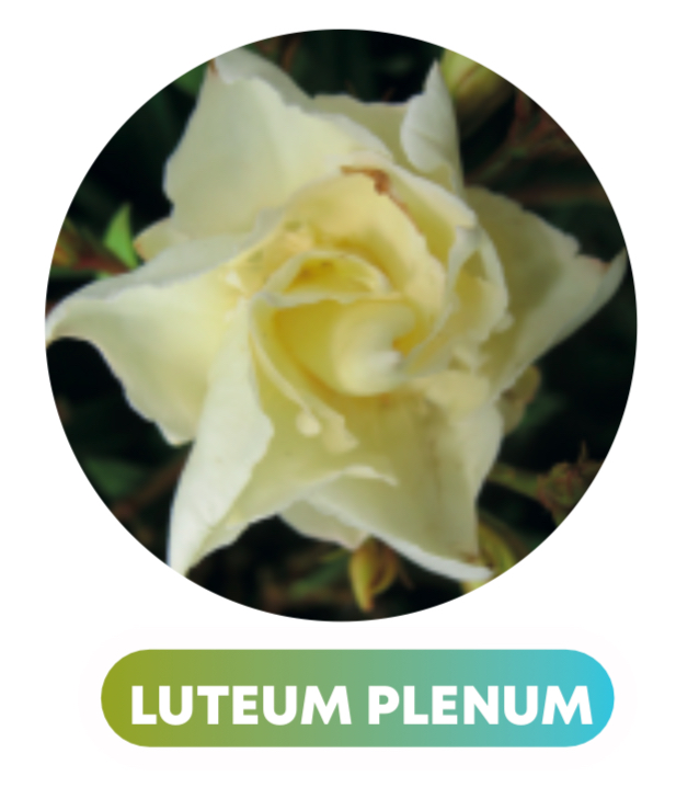 Nerium Oleander biely kvet na kmienku - 3L - 80-100 CM
