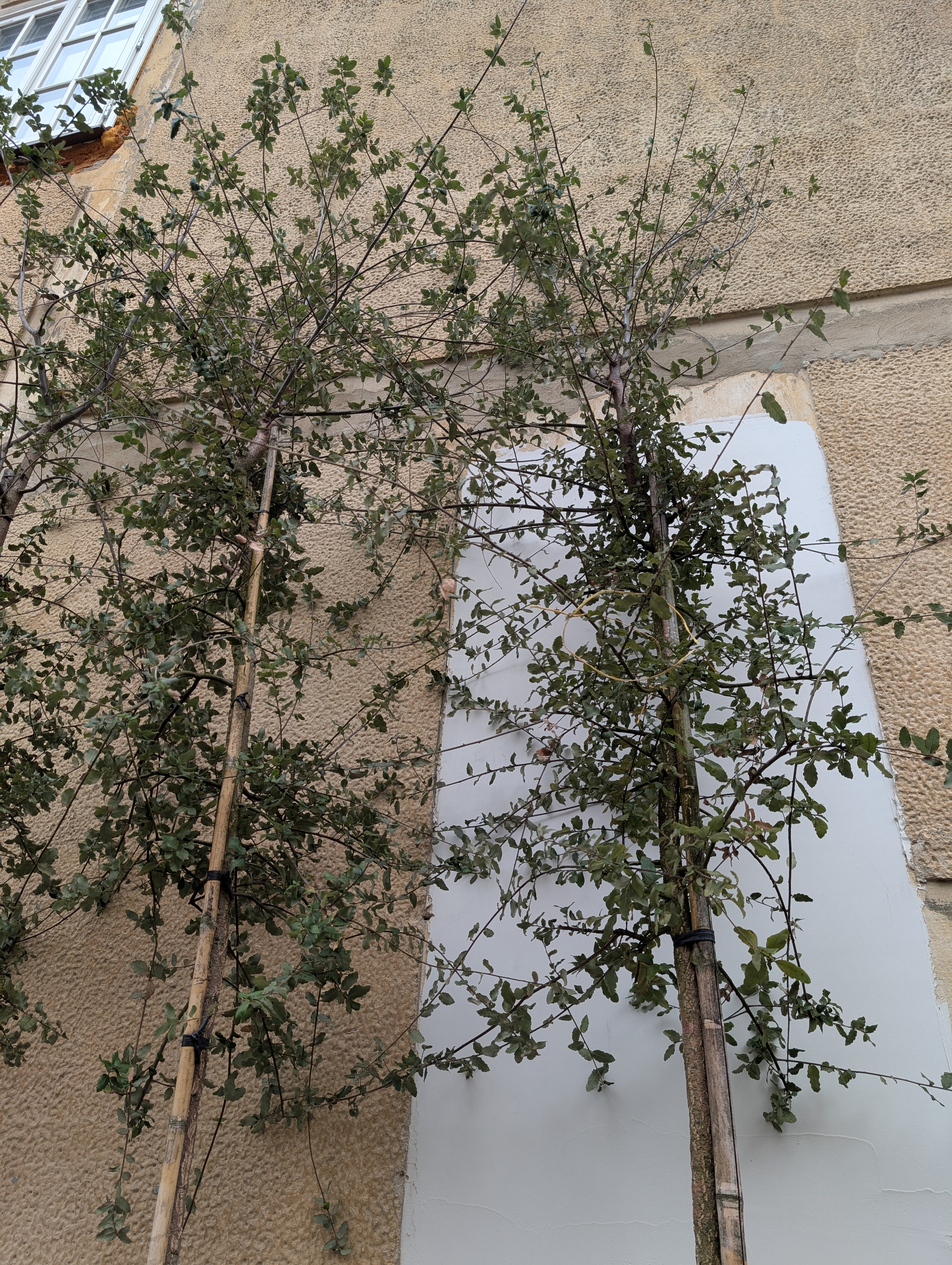 Dub korkový - Quercus suber, výška 300-350cm s kvetináčom