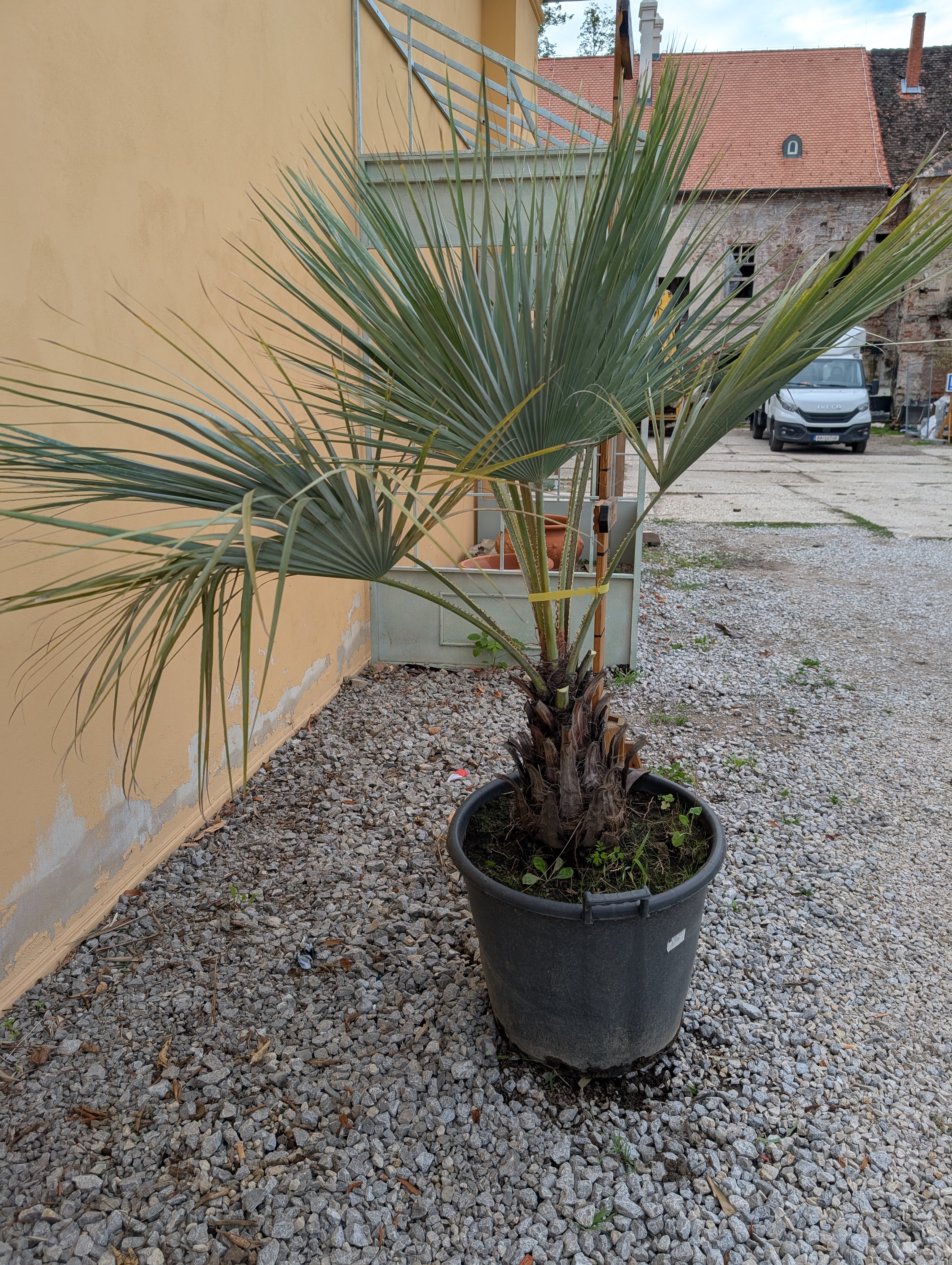 Brahea armata 180cm - mexická palma (-12°C)