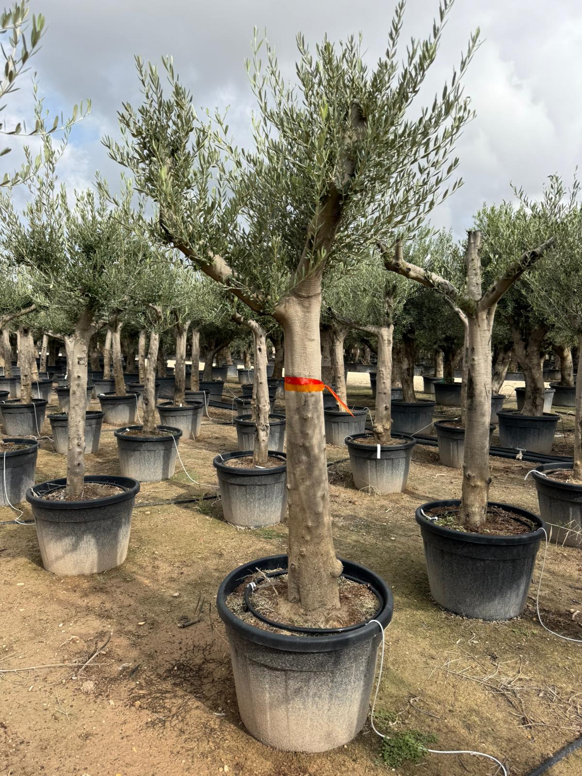 Olea Europea - výška kmeňa 120-150cm 
