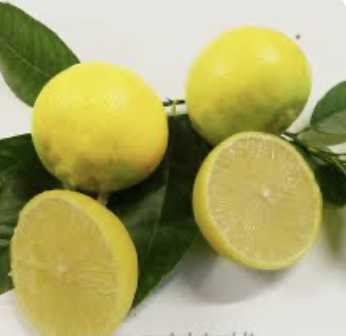 Citrus Pursha - sladká rímska limetka s plodmi - výška 170-190cm s kvetináčom